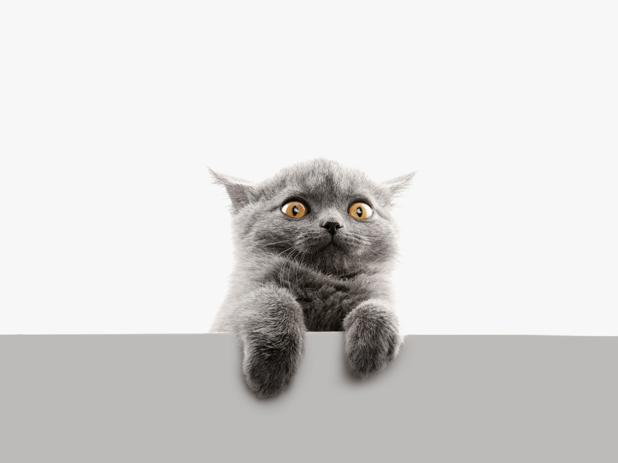 Baixe gratuitamente a imagem Engraçado, Animais, Gatos, Gato na área de trabalho do seu PC