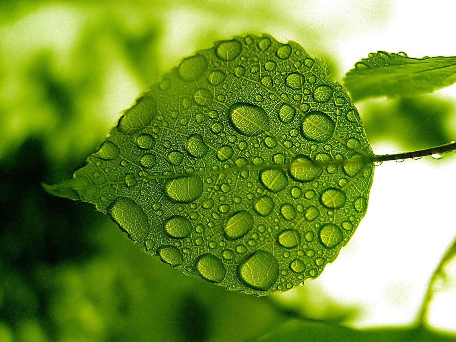 drops, water, green, macro, sheet, leaf, form Image for desktop