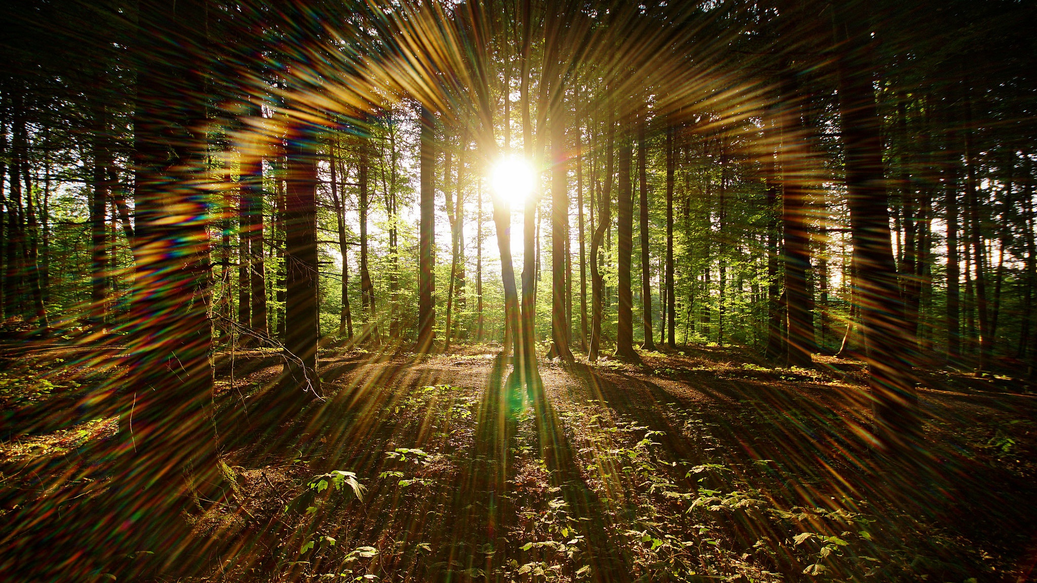 Descarga gratis la imagen Naturaleza, Bosque, Rayo De Sol, Tierra/naturaleza en el escritorio de tu PC