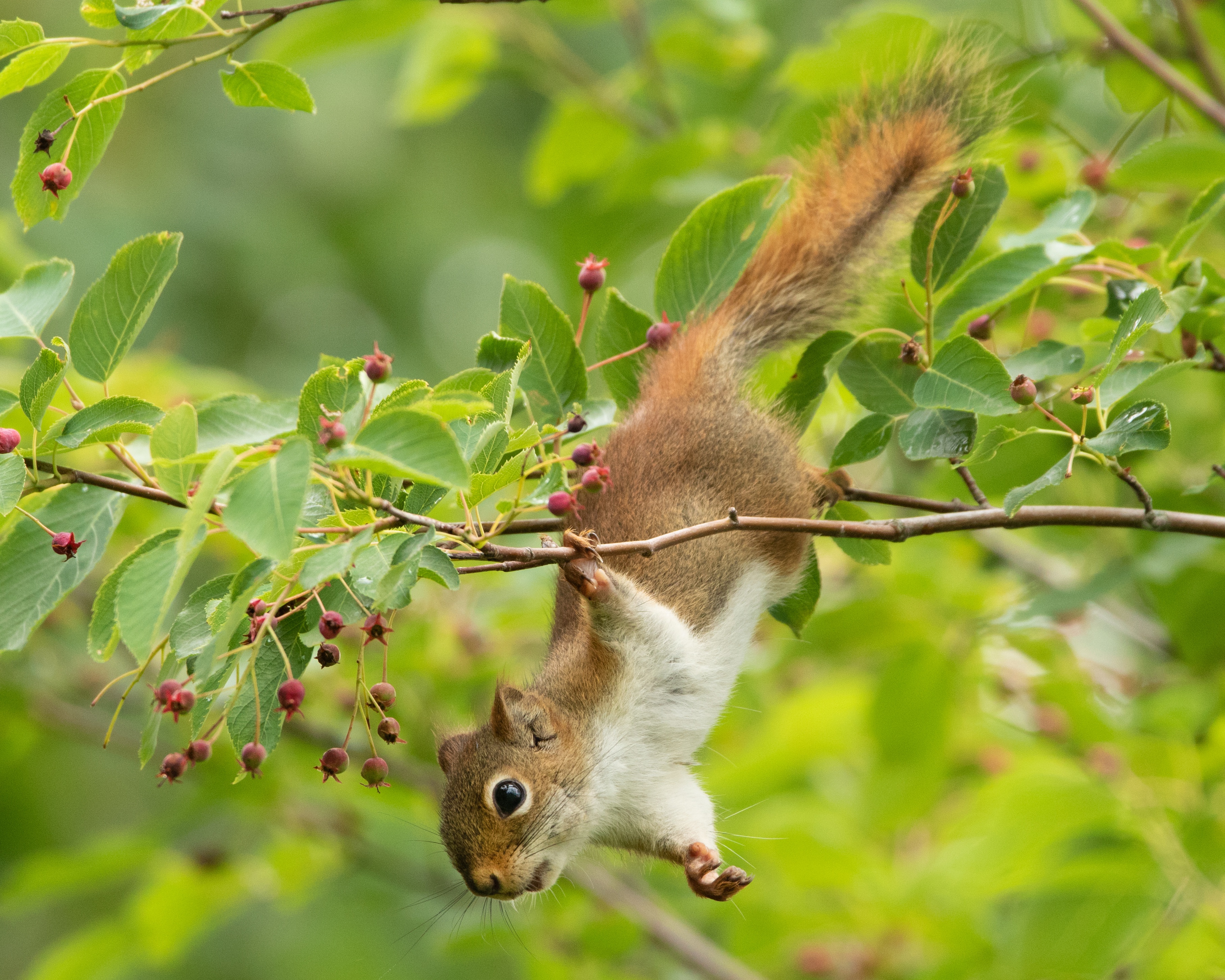 Free download wallpaper Squirrel, Animal, Rodent on your PC desktop