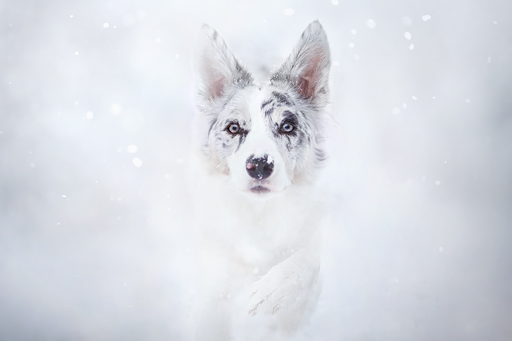 399528 baixar papel de parede animais, cão, focinho, branco, cães - protetores de tela e imagens gratuitamente