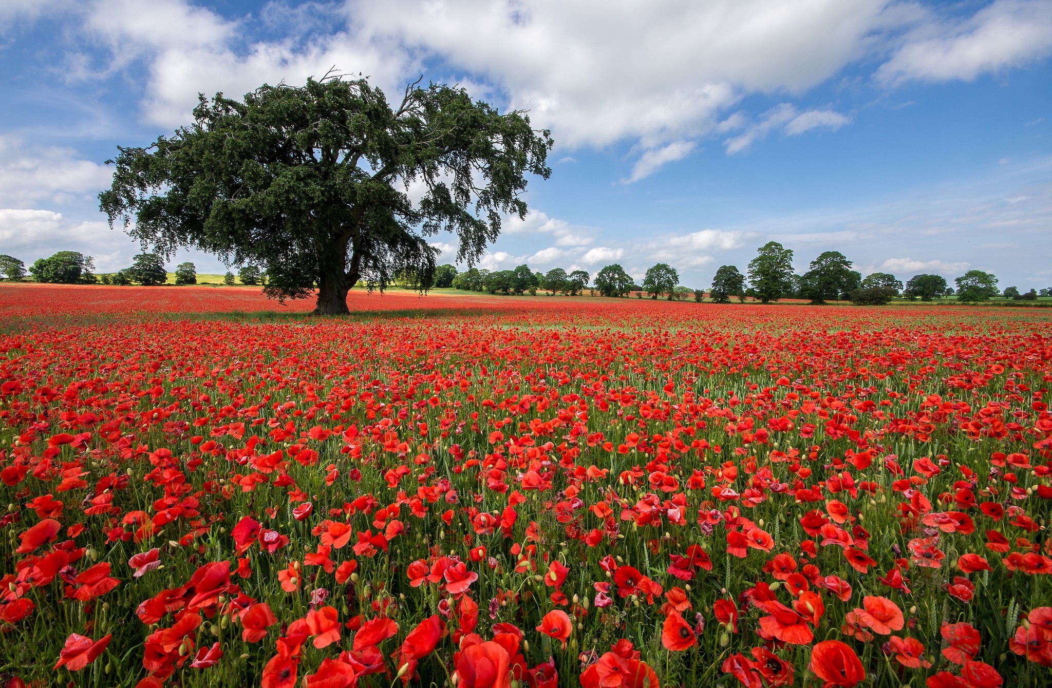 Download mobile wallpaper Poppy, Flowers, Field, Nature, Tree, Earth for free.