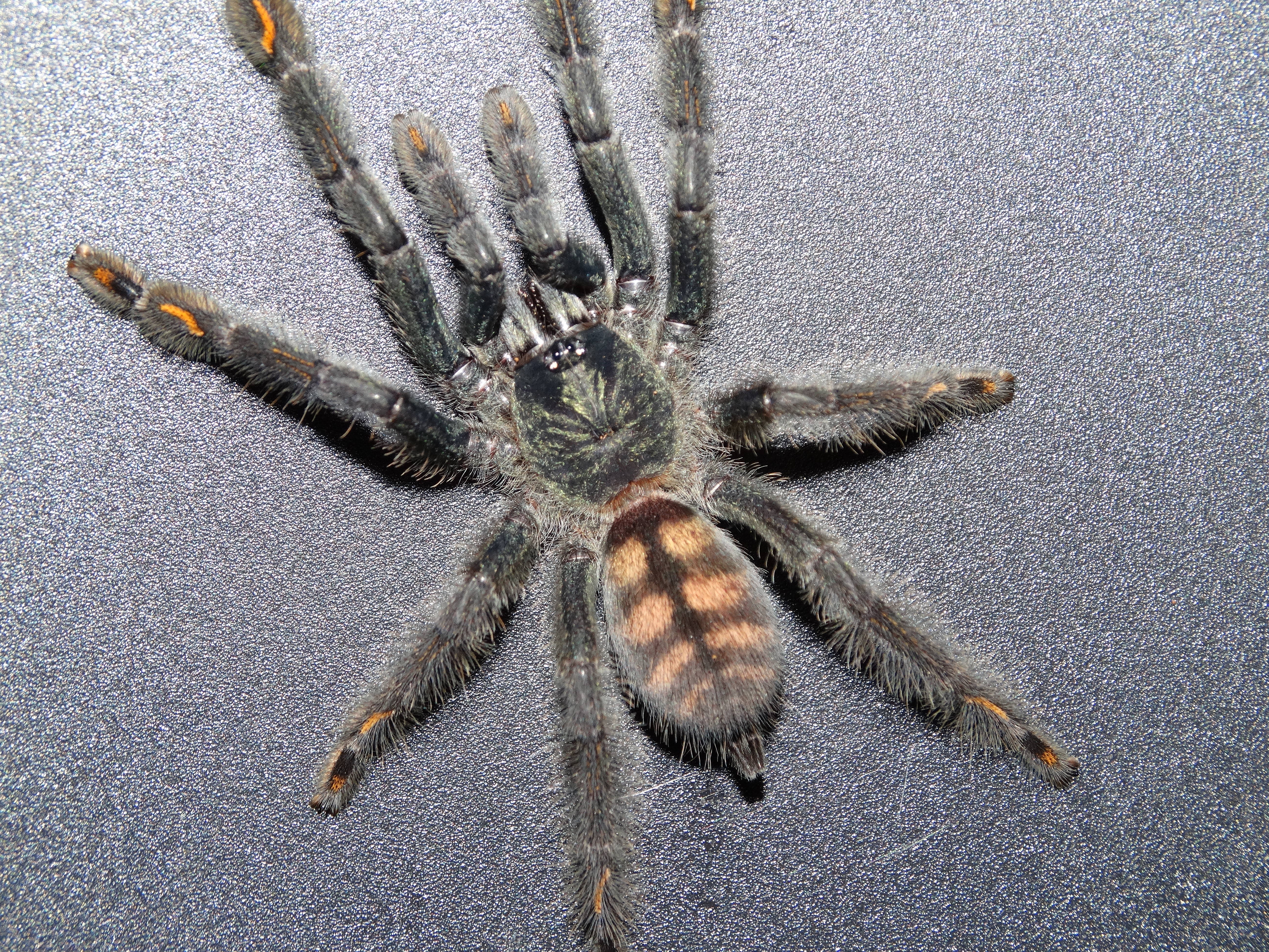 Free download wallpaper Spiders, Spider, Animal on your PC desktop