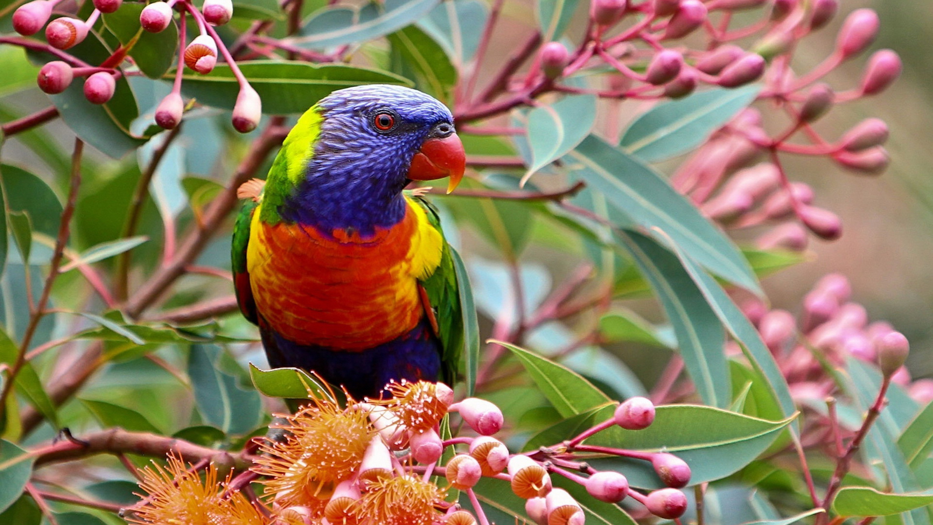 Laden Sie das Tiere, Vögel, Papagei, Allfarblori-Bild kostenlos auf Ihren PC-Desktop herunter