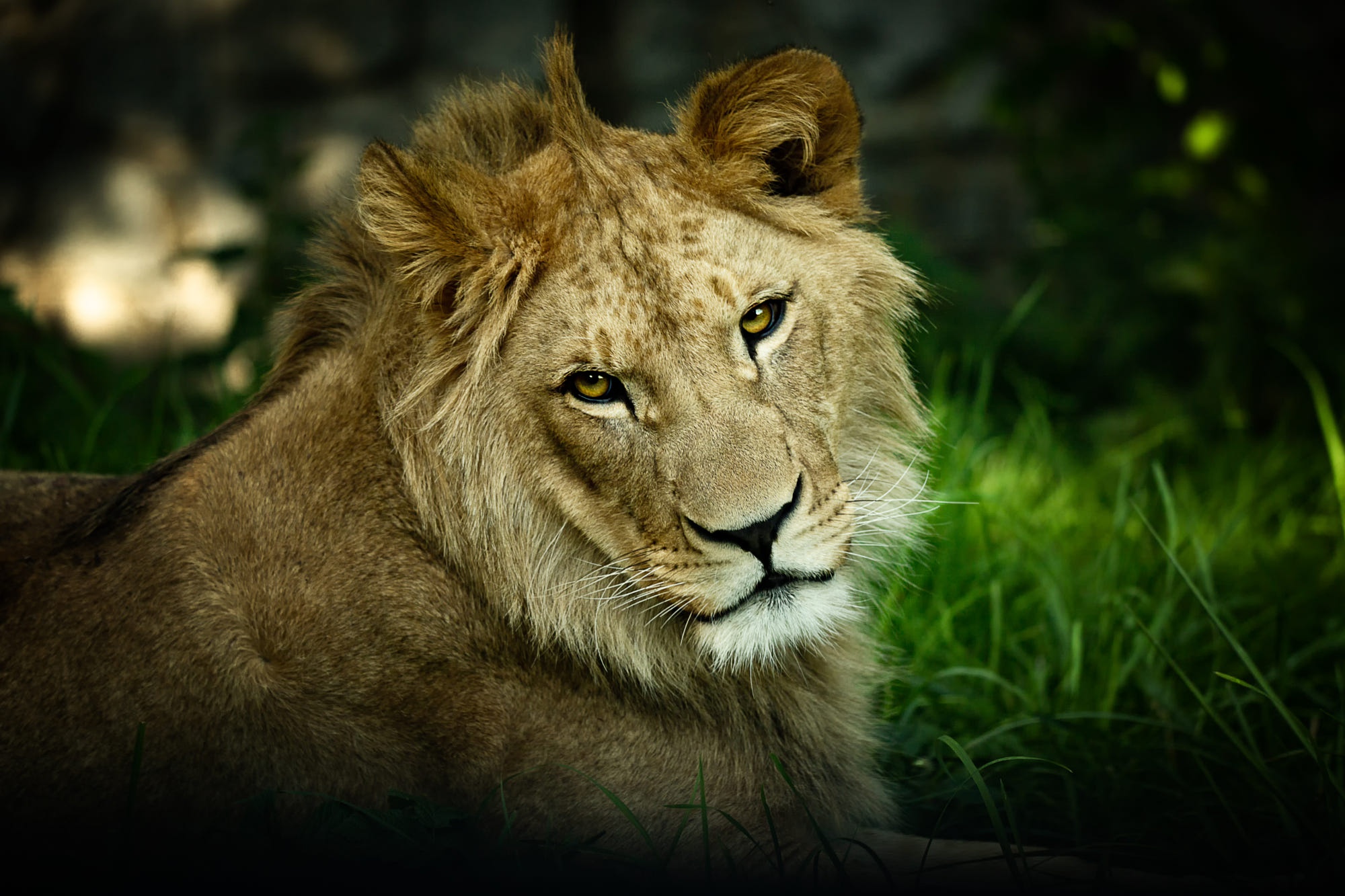 Téléchargez des papiers peints mobile Animaux, Chats, Lion gratuitement.