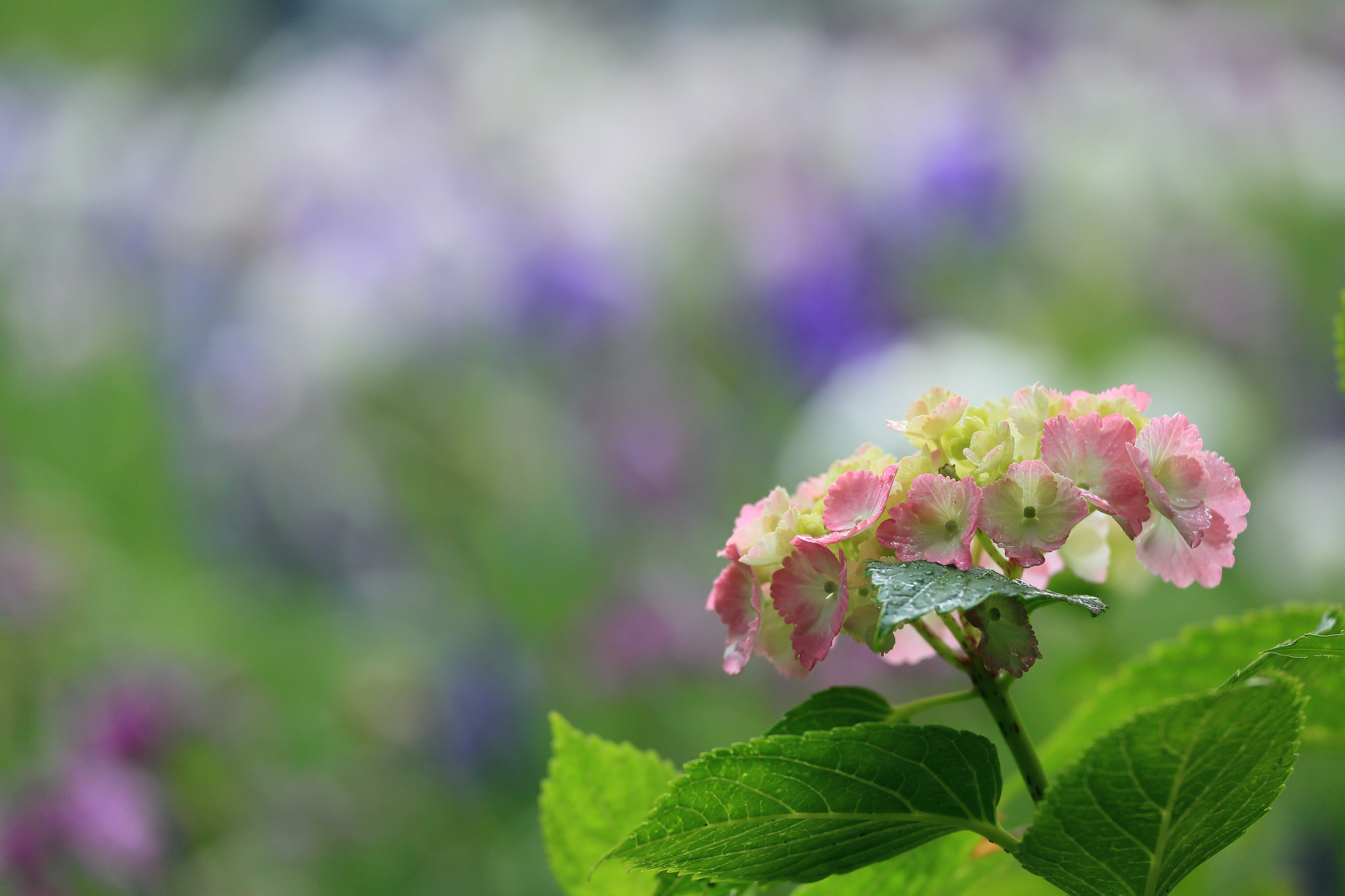 Téléchargez gratuitement l'image Fleurs, Hortensia, Terre/nature sur le bureau de votre PC