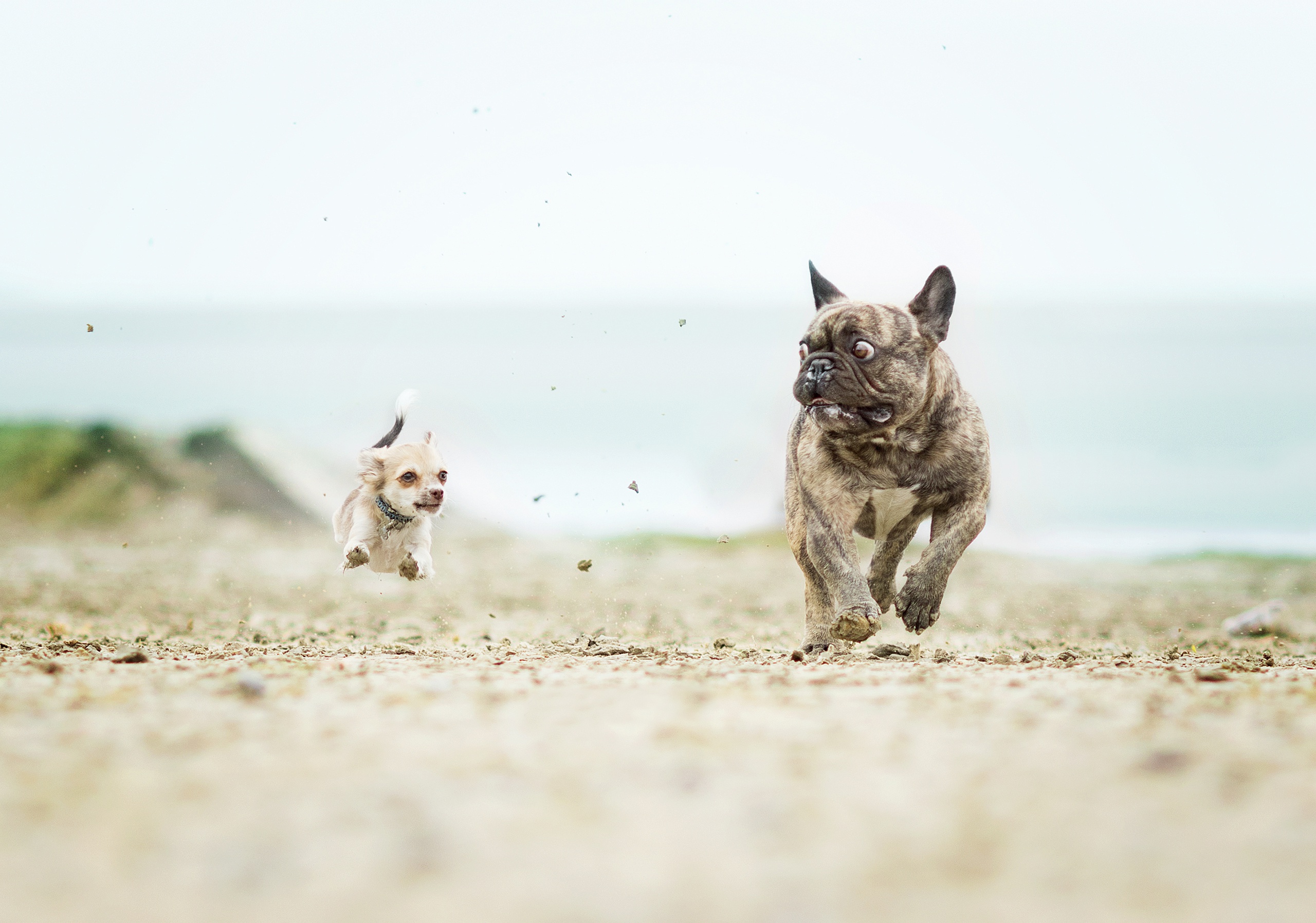 Laden Sie das Tiere, Hunde, Hund, Chihuahua, Französisch Bulldogge, Tiefenschärfe-Bild kostenlos auf Ihren PC-Desktop herunter