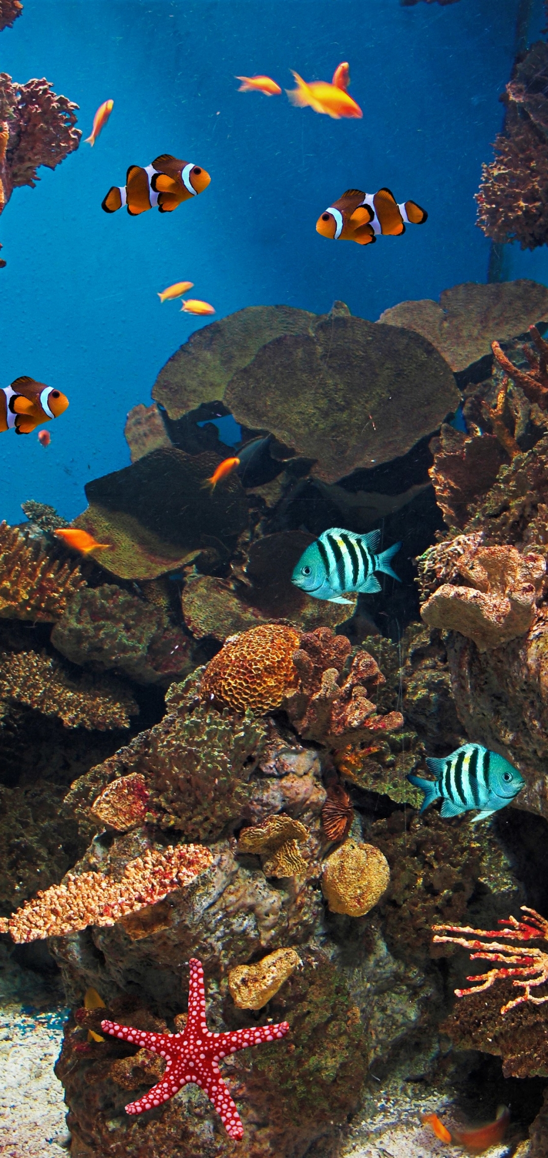 Handy-Wallpaper Tiere, Fische, Koralle, Fisch, Unterwasser, Seestern, Clownfisch kostenlos herunterladen.