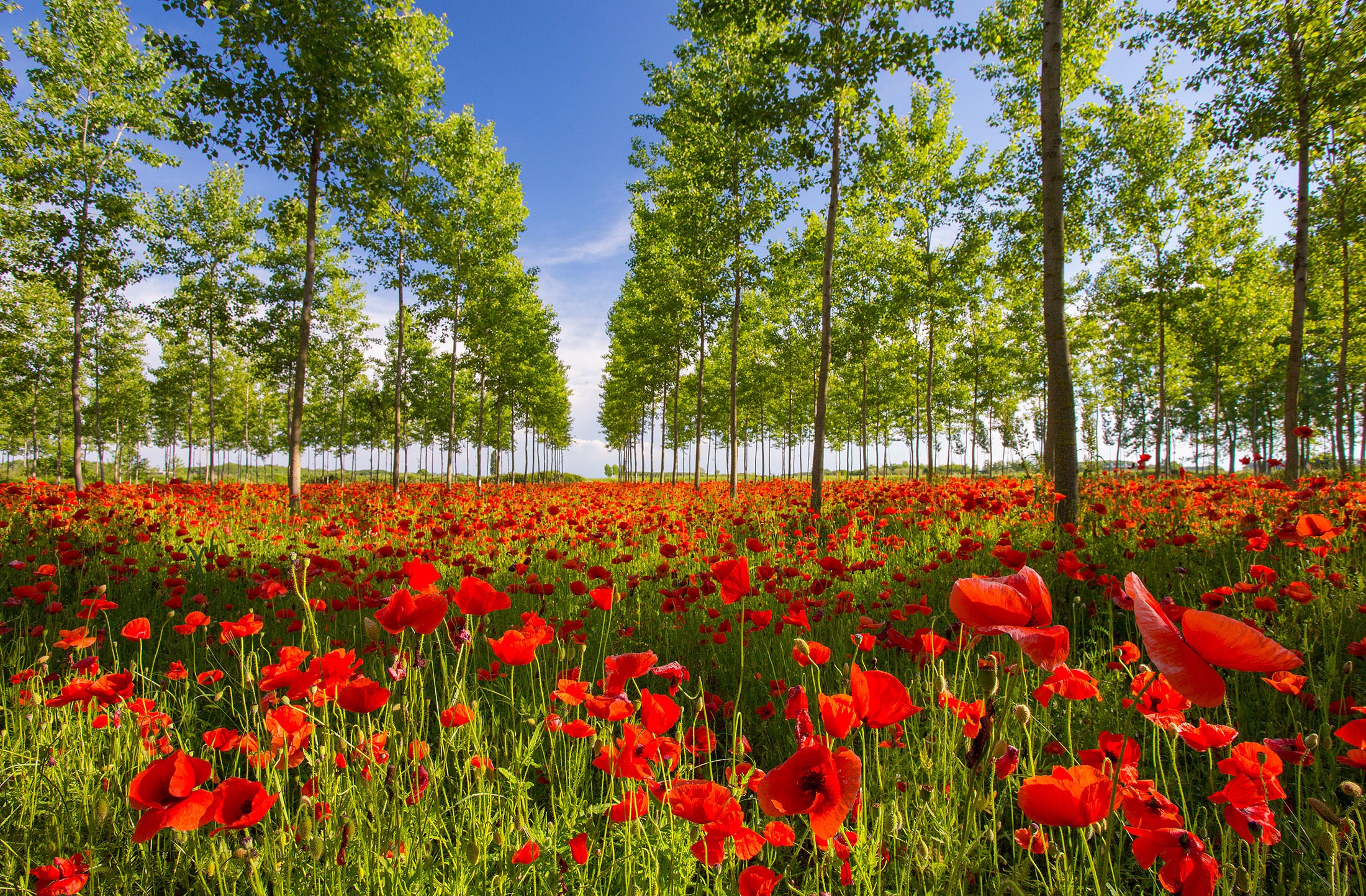 Laden Sie das Blumen, Mohn, Blume, Erde/natur-Bild kostenlos auf Ihren PC-Desktop herunter