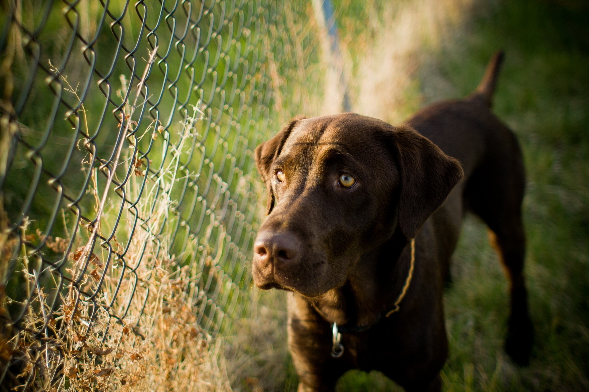 Handy-Wallpaper Tiere, Hunde, Hund kostenlos herunterladen.