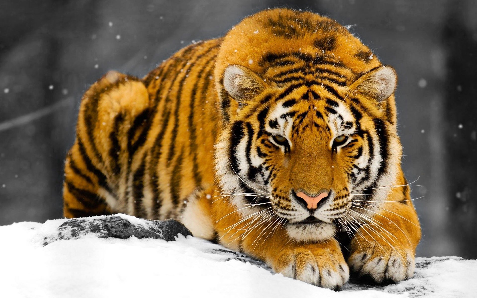 Скачать картинку Прятаться, Снег, Животные, Хищник, Тигр в телефон бесплатно.
