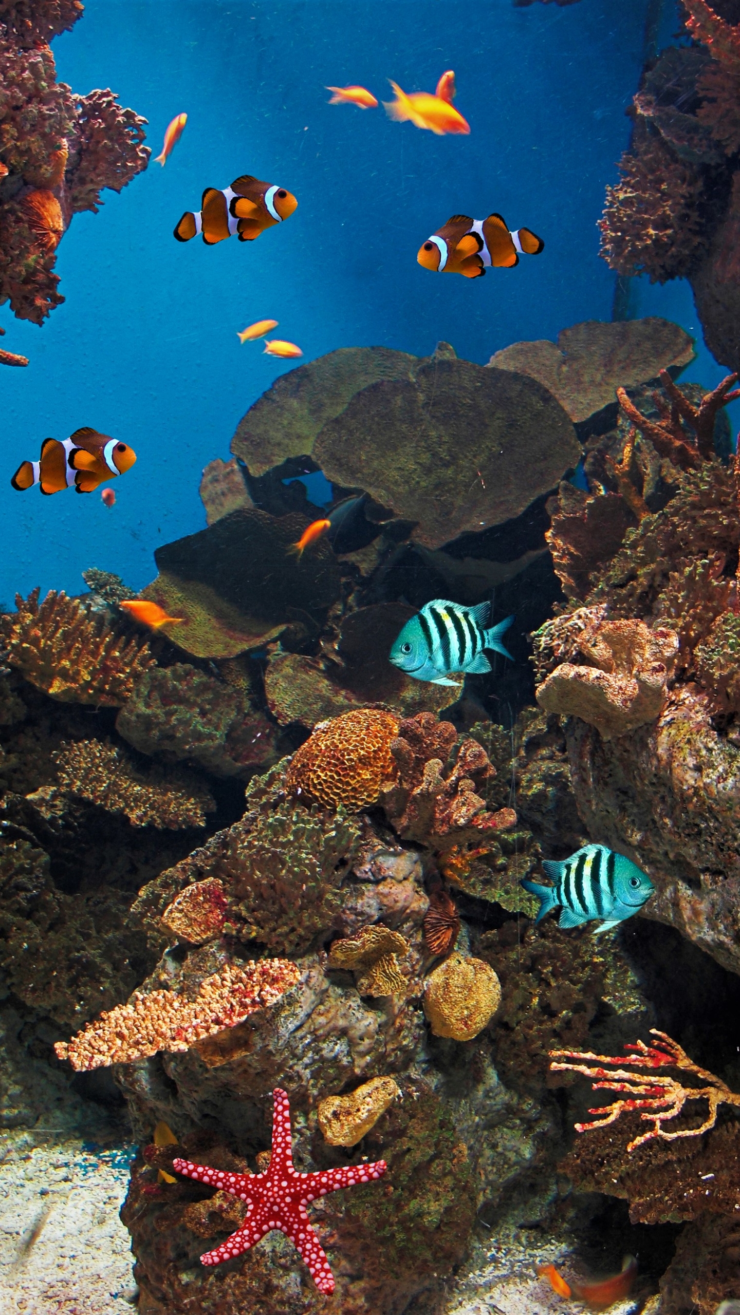 Laden Sie das Tiere, Fische, Koralle, Fisch, Unterwasser, Seestern, Clownfisch-Bild kostenlos auf Ihren PC-Desktop herunter