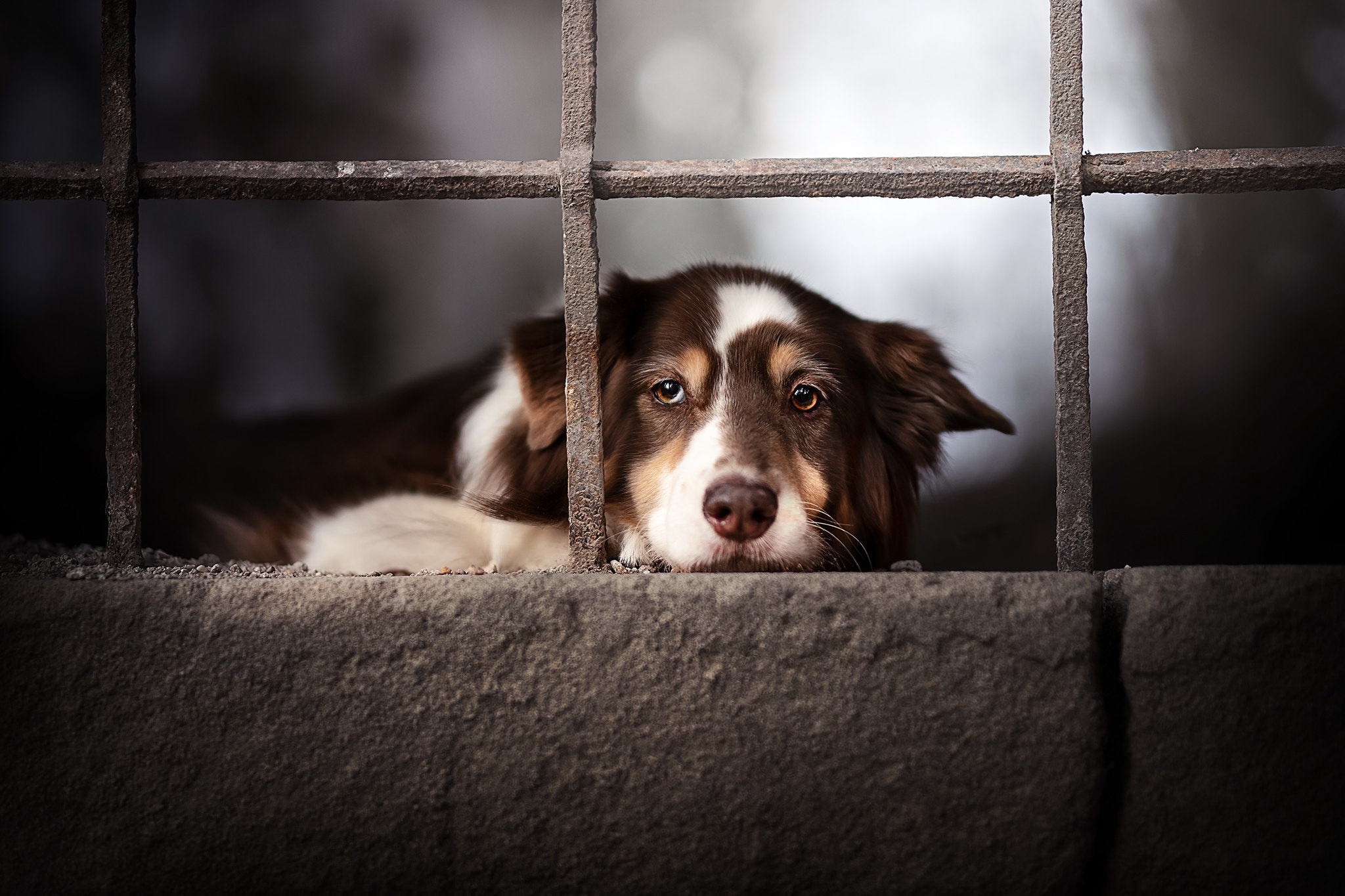 Baixar papel de parede para celular de Animais, Cães, Cão, Olhar Fixamente gratuito.