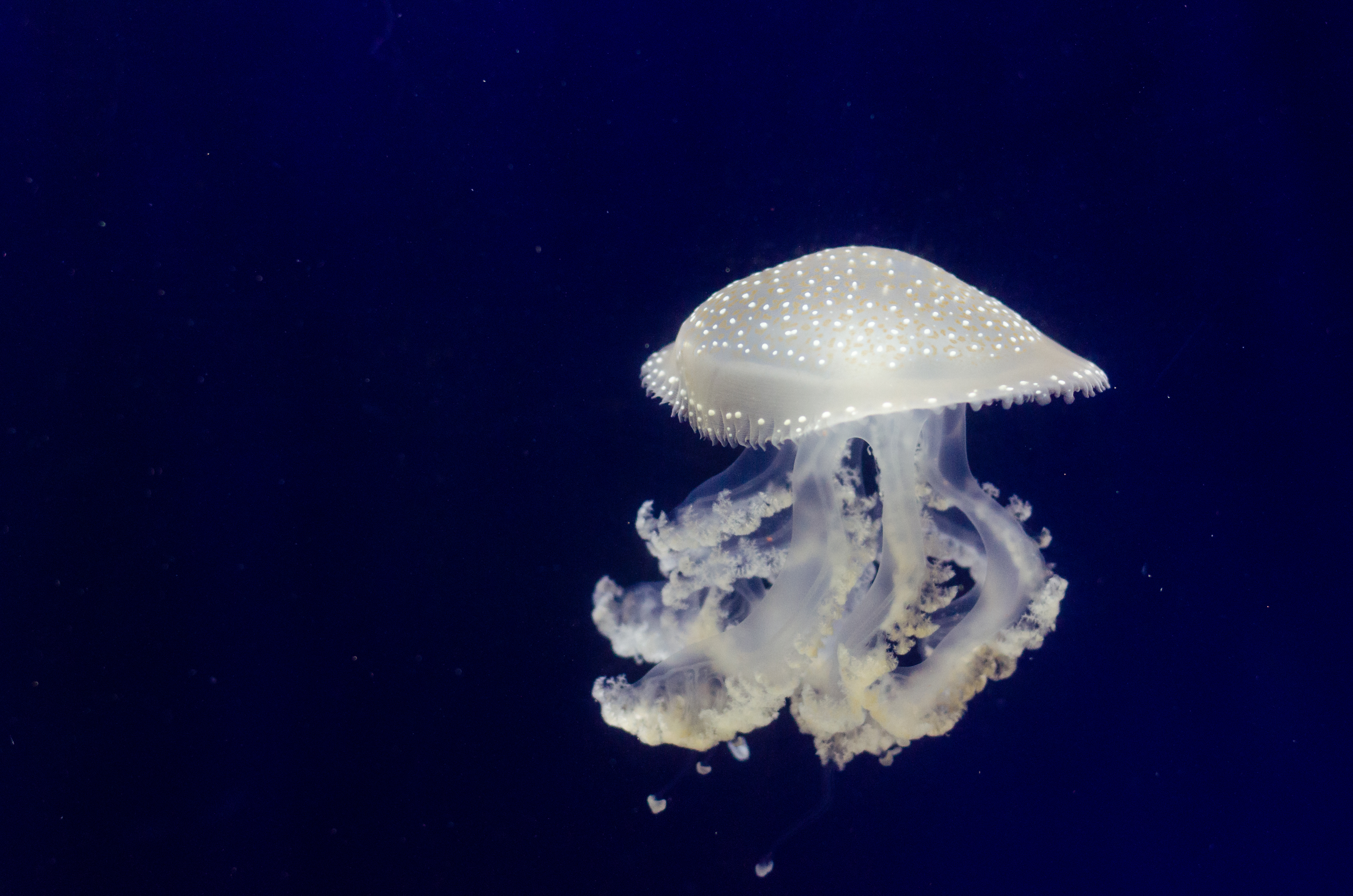 153609 скачать картинку подводный мир, медуза, природа, щупальцы - обои и заставки бесплатно