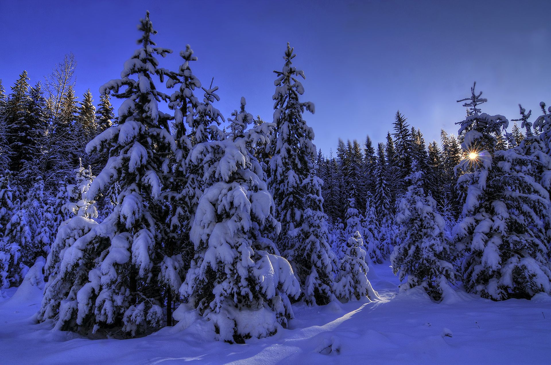 Download mobile wallpaper Winter, Pine, Snow, Forest, Tree, Earth for free.