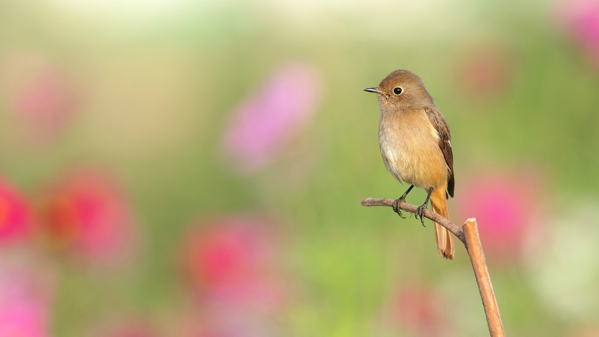 Baixar papel de parede para celular de Animais, Aves, Pássaro gratuito.