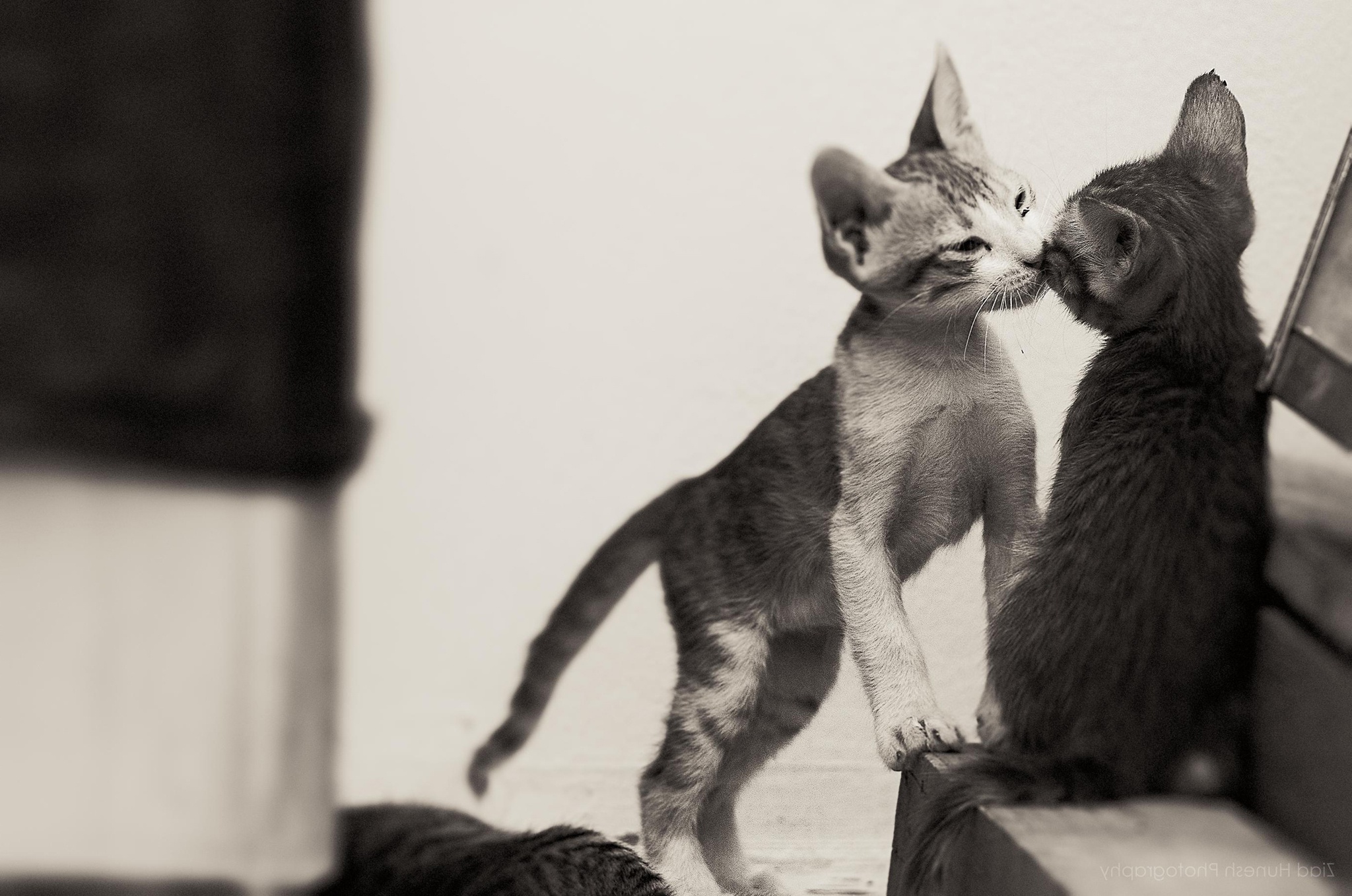 Laden Sie das Tiere, Katzen, Katze, Kätzchen, Schwarz Weiß, Tierbaby-Bild kostenlos auf Ihren PC-Desktop herunter