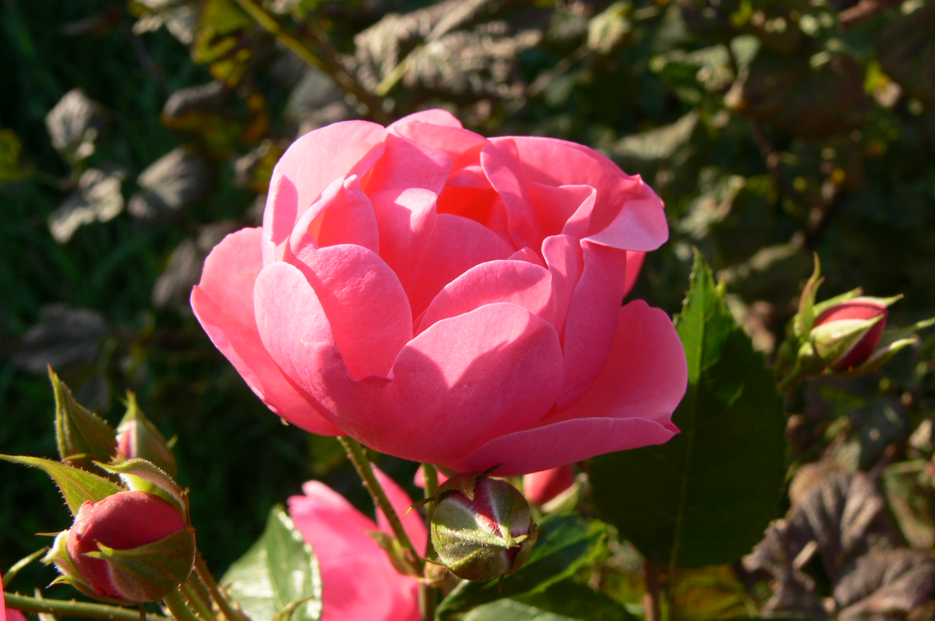 Téléchargez gratuitement l'image Fleurs, Rose, Fleur, Terre/nature sur le bureau de votre PC