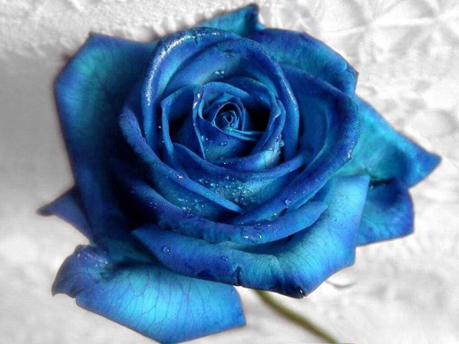 1503002壁紙のダウンロード地球, 薔薇, 青い花, 青いバラ, 花-スクリーンセーバーと写真を無料で
