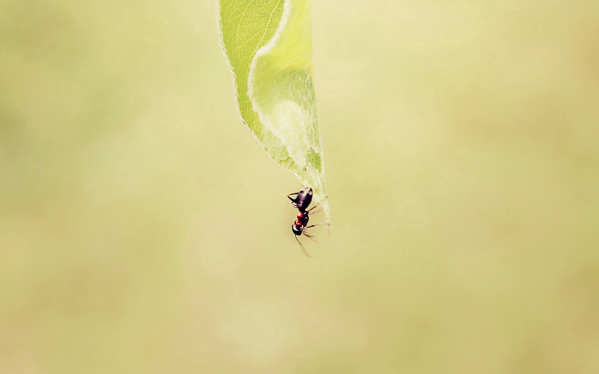 Free download wallpaper Grass, Background, Macro, Faded, Ant on your PC desktop
