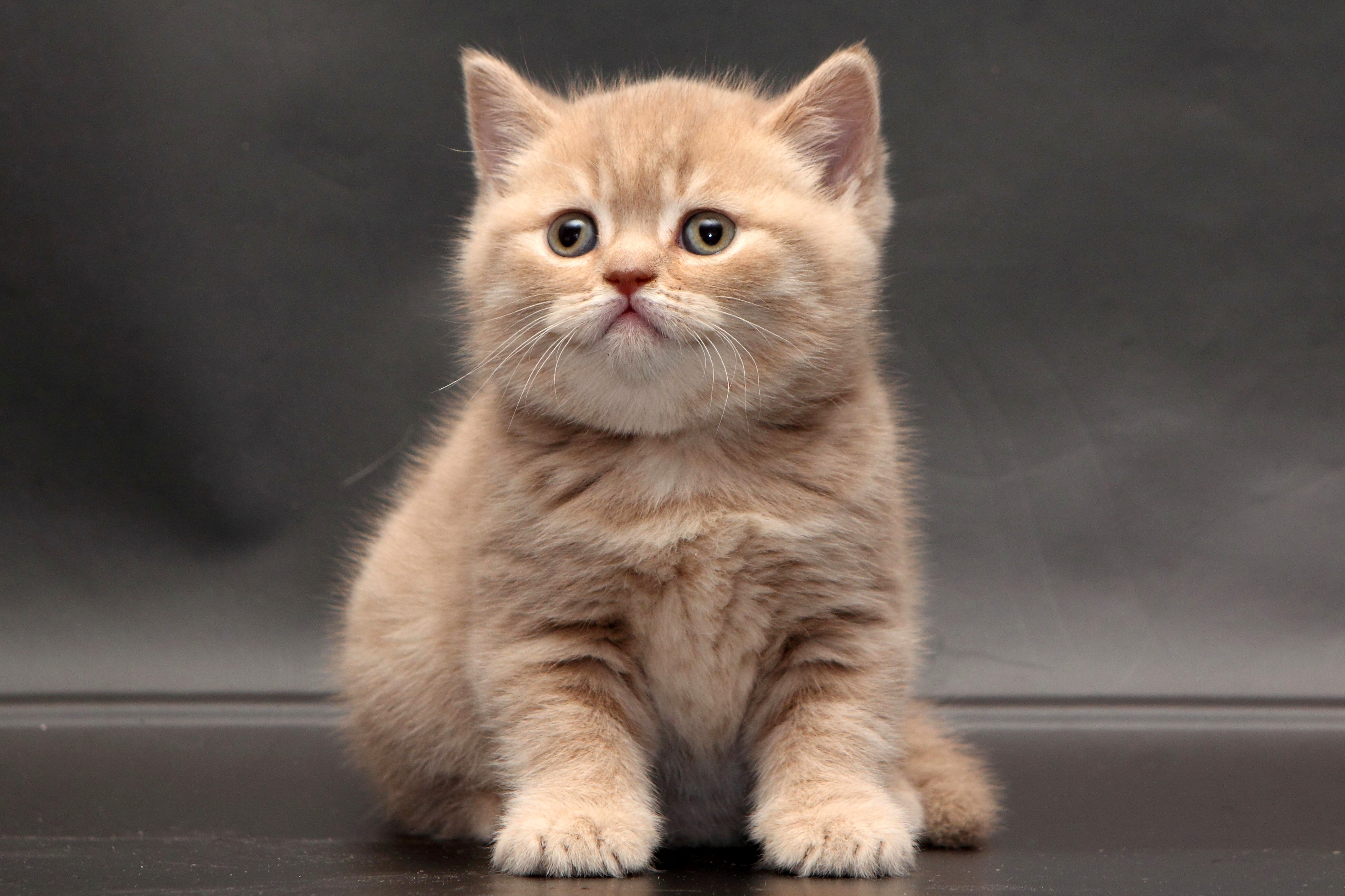 486927 descargar imagen animales, británico de pelo corto, lindo, gatito, gatos: fondos de pantalla y protectores de pantalla gratis