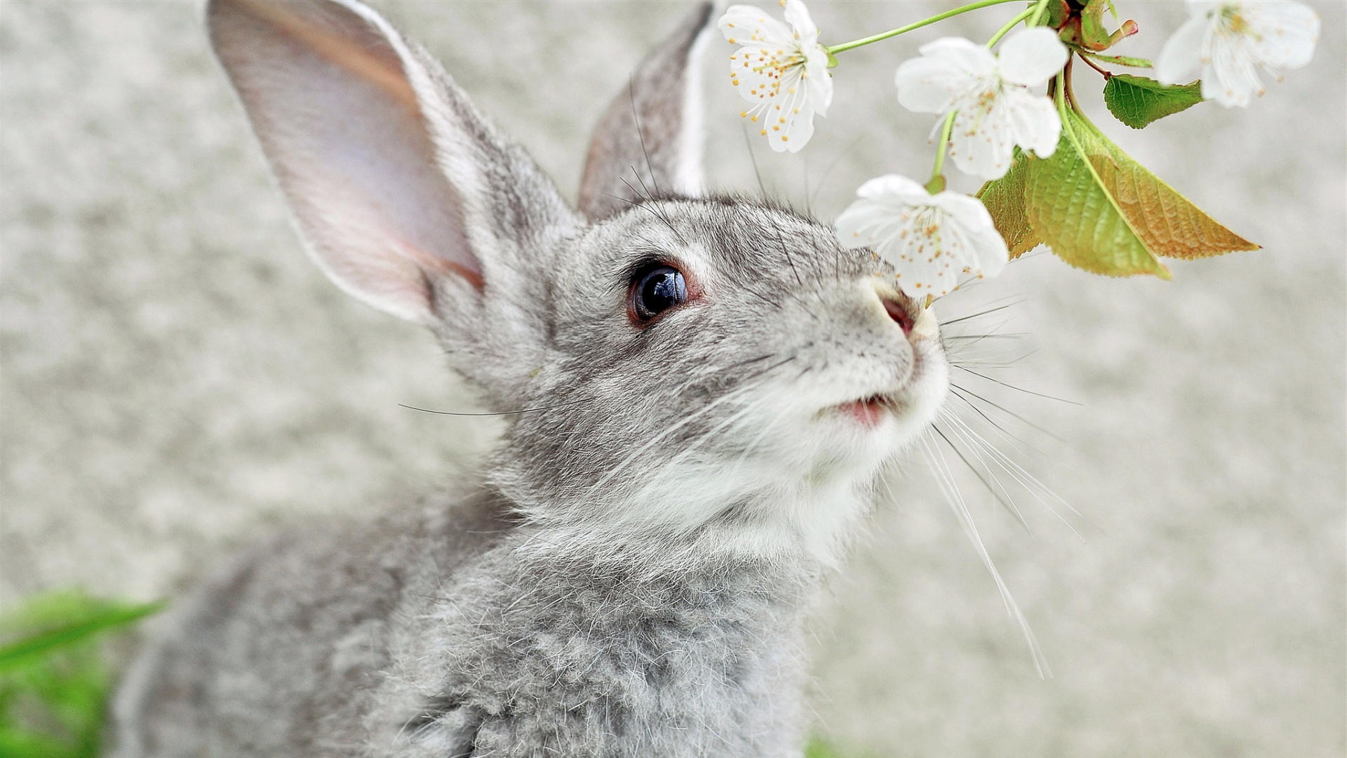 無料モバイル壁紙動物, うさぎをダウンロードします。