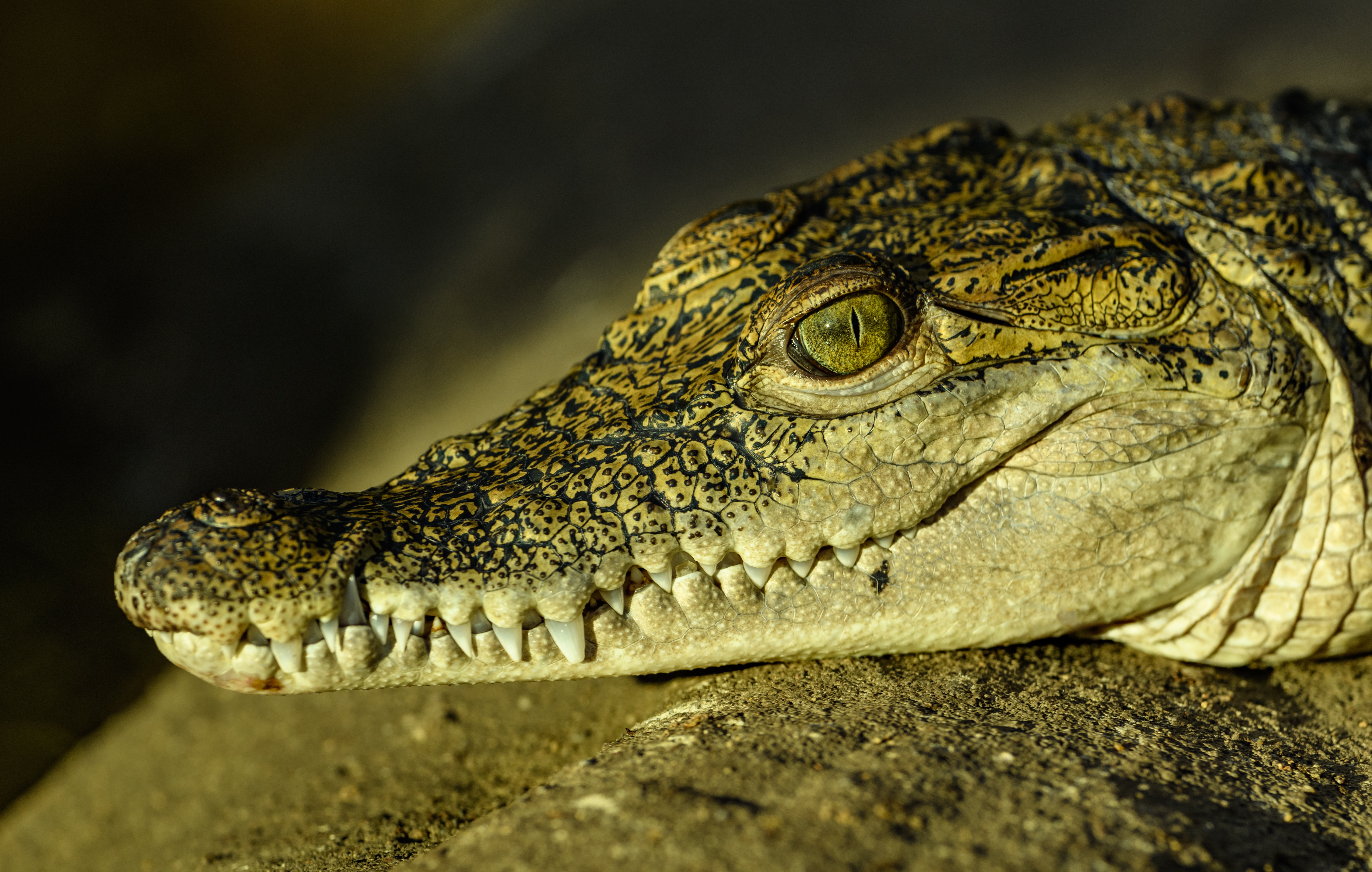 Laden Sie das Tiere, Nahansicht, Reptil, Reptilien, Krokodil-Bild kostenlos auf Ihren PC-Desktop herunter
