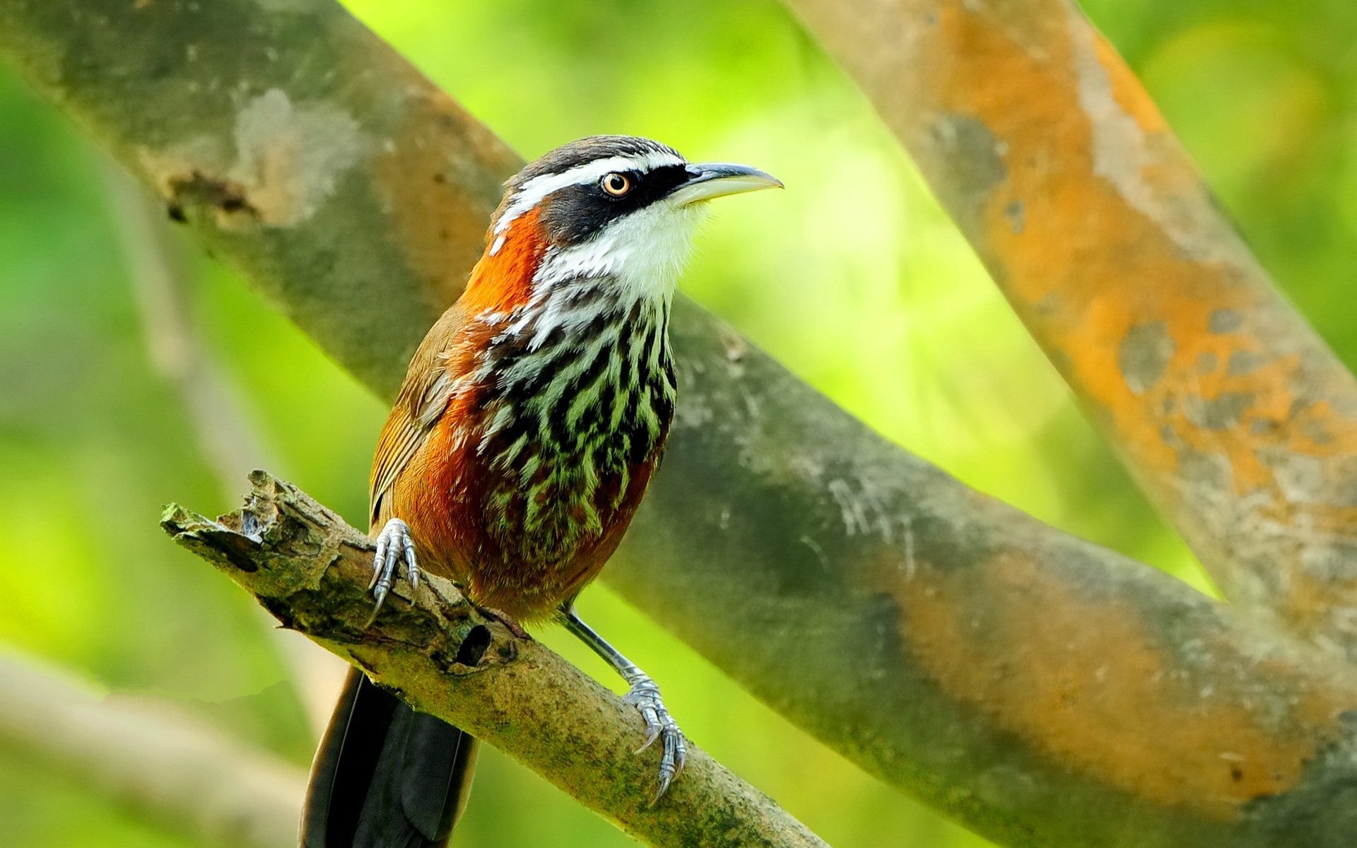 Baixe gratuitamente a imagem Animais, Aves, Pássaro na área de trabalho do seu PC