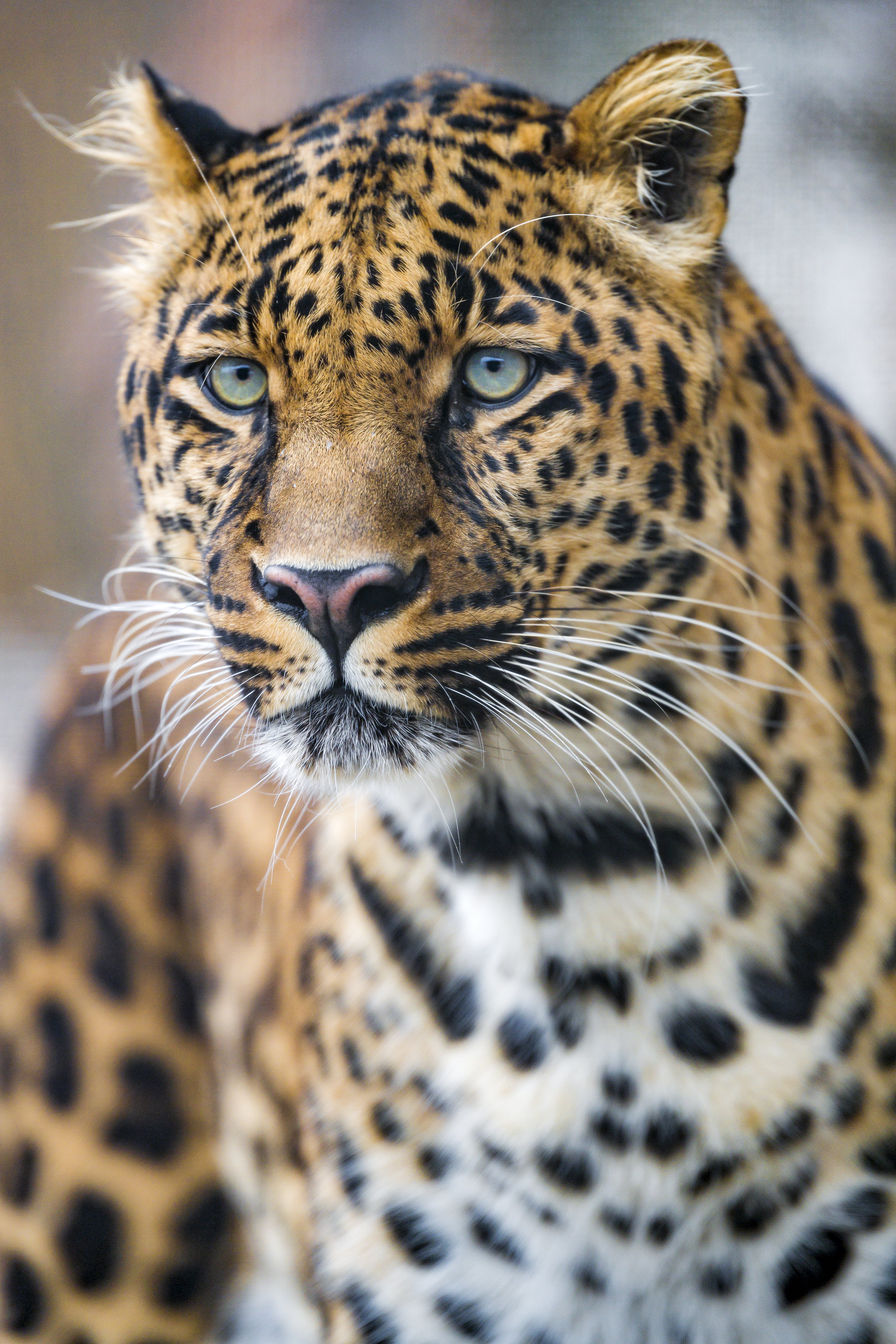 Download mobile wallpaper Sight, Animals, Opinion, Predator, Leopard, Big Cat for free.