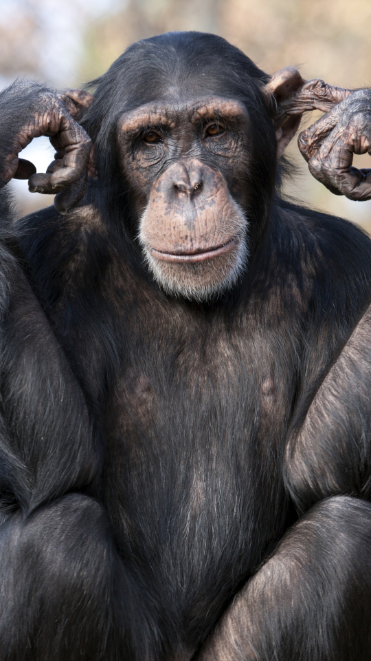 Скачать картинку Животные, Обезьяны, Обезьяна, Шимпанзе в телефон бесплатно.