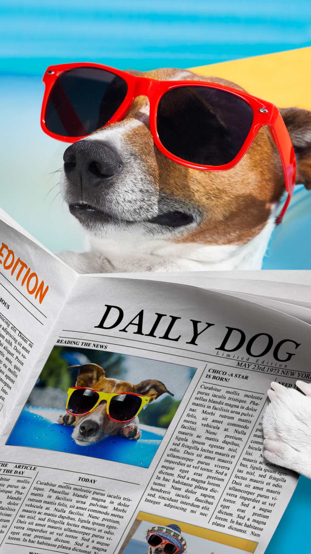jack russell terrier, newspaper, humor, dog, summer, sunglasses