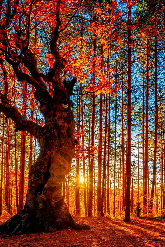 Download mobile wallpaper Trees, Tree, Earth for free.