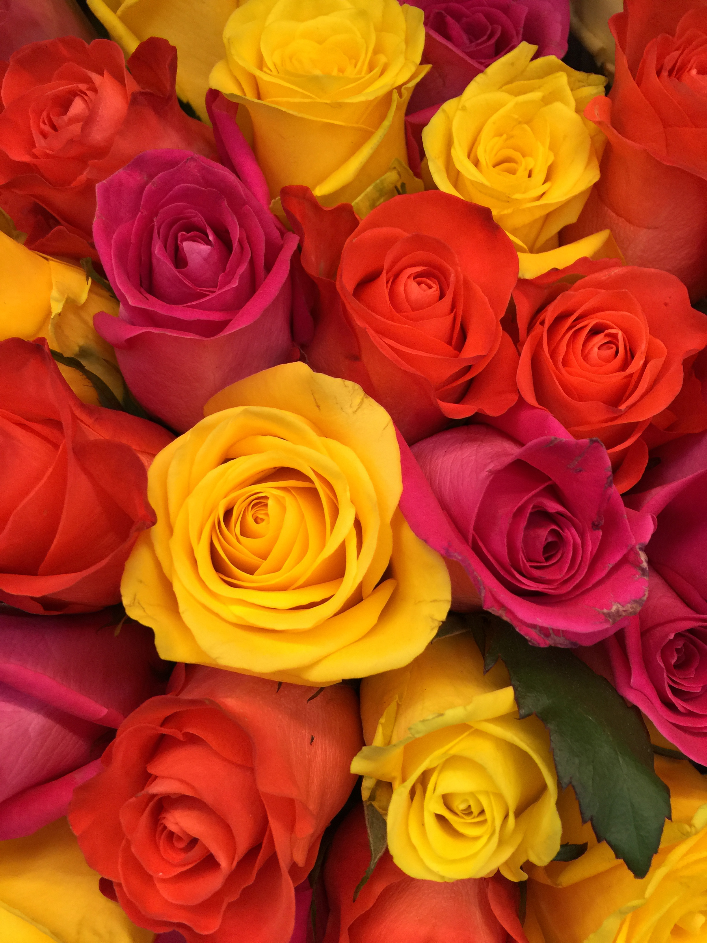 104071 скачать обои композиция, желтый, розы, красный, цветы, букет, бутоны, розовый, флористика - заставки и картинки бесплатно
