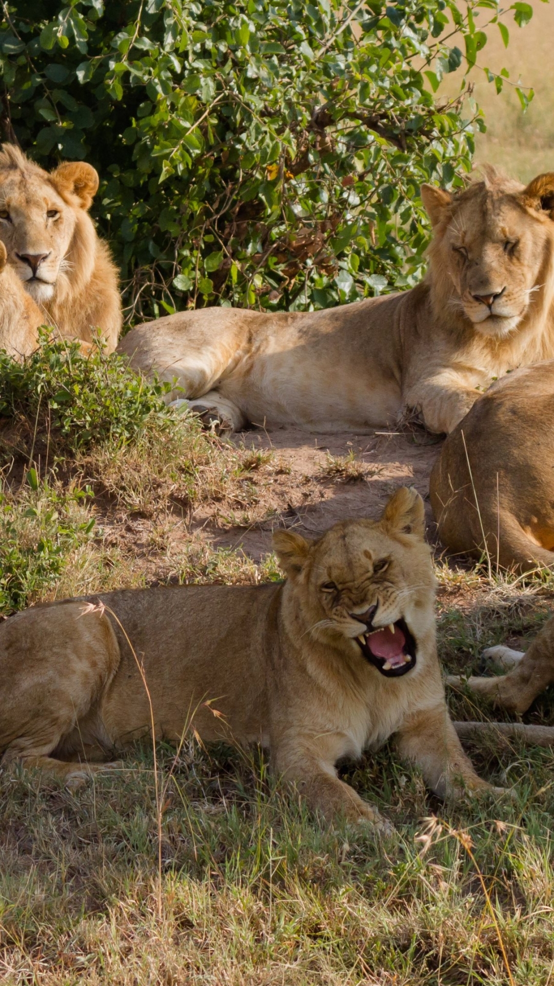 Descarga gratuita de fondo de pantalla para móvil de Animales, Gatos, León.