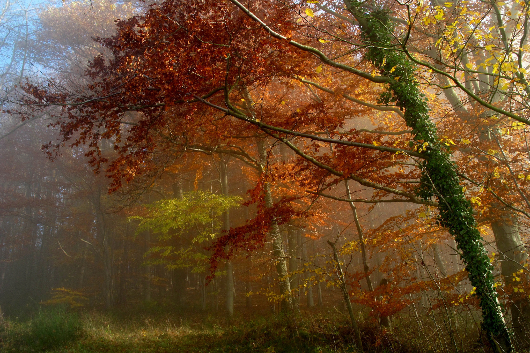 Download mobile wallpaper Forest, Tree, Fog, Fall, Earth for free.