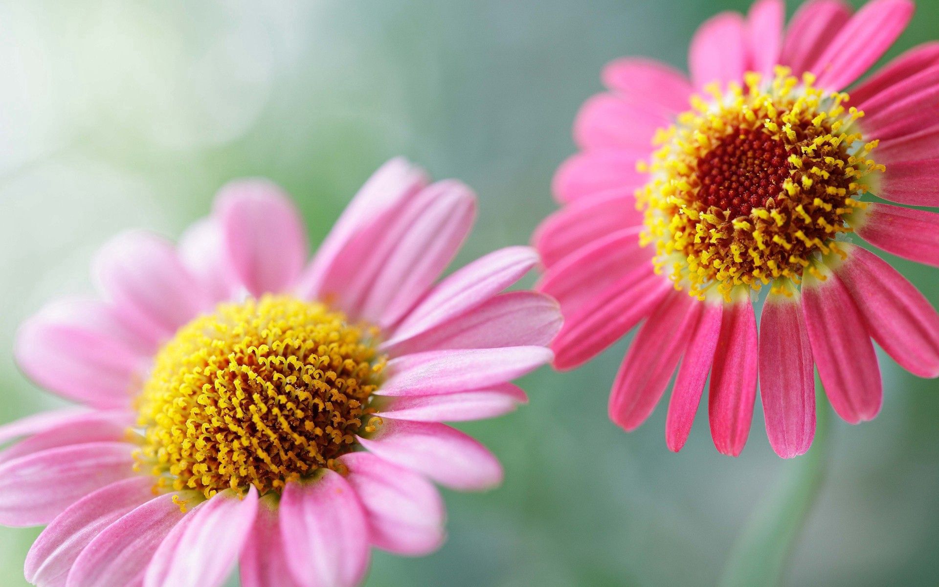 Laden Sie das Makro, Blendung, Blütenblätter, Paar, Blumen-Bild kostenlos auf Ihren PC-Desktop herunter