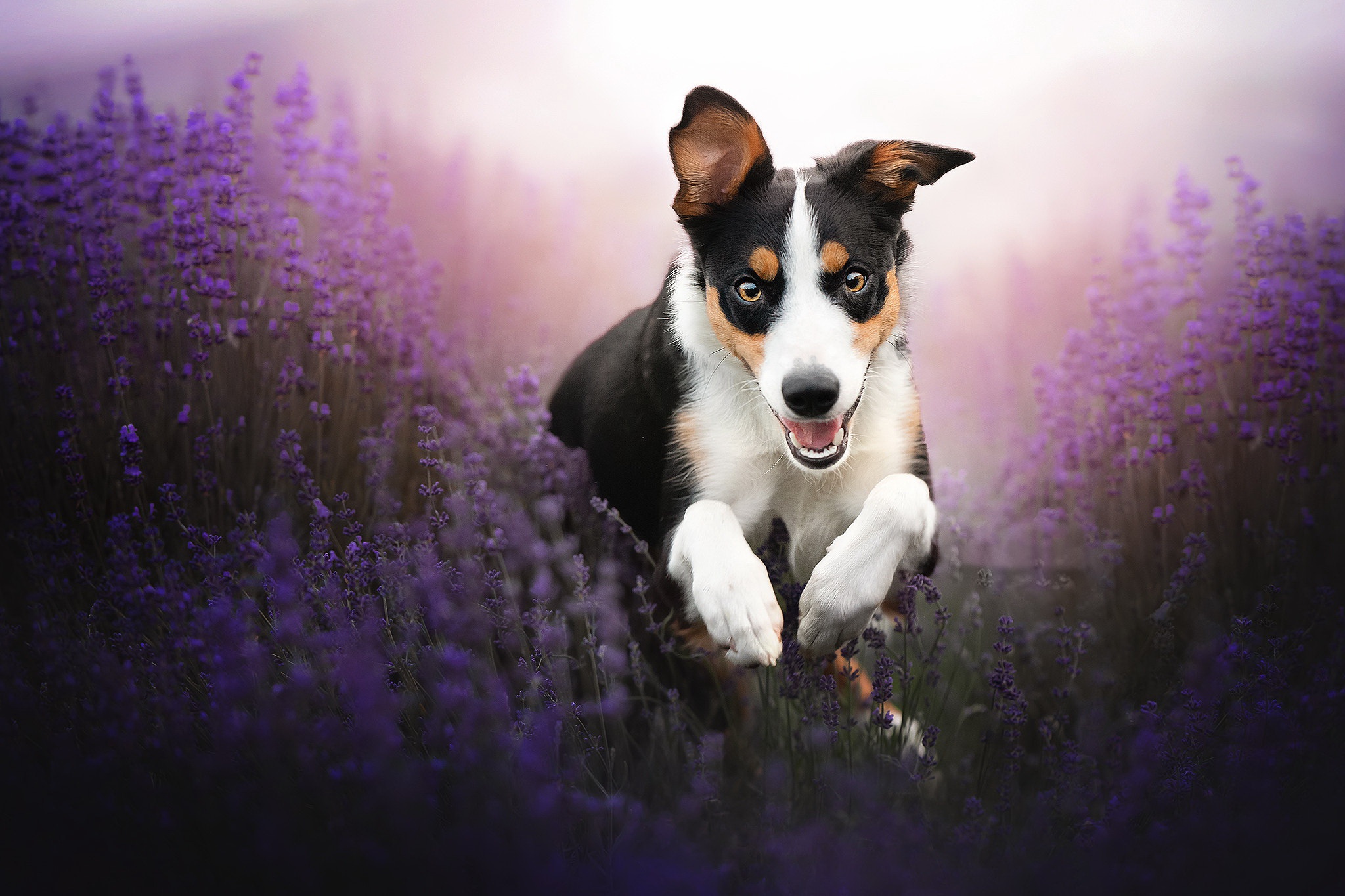 Завантажити шпалери безкоштовно Собаки, Пес, Тварина, Лаванда, Фіолетова Квітка картинка на робочий стіл ПК