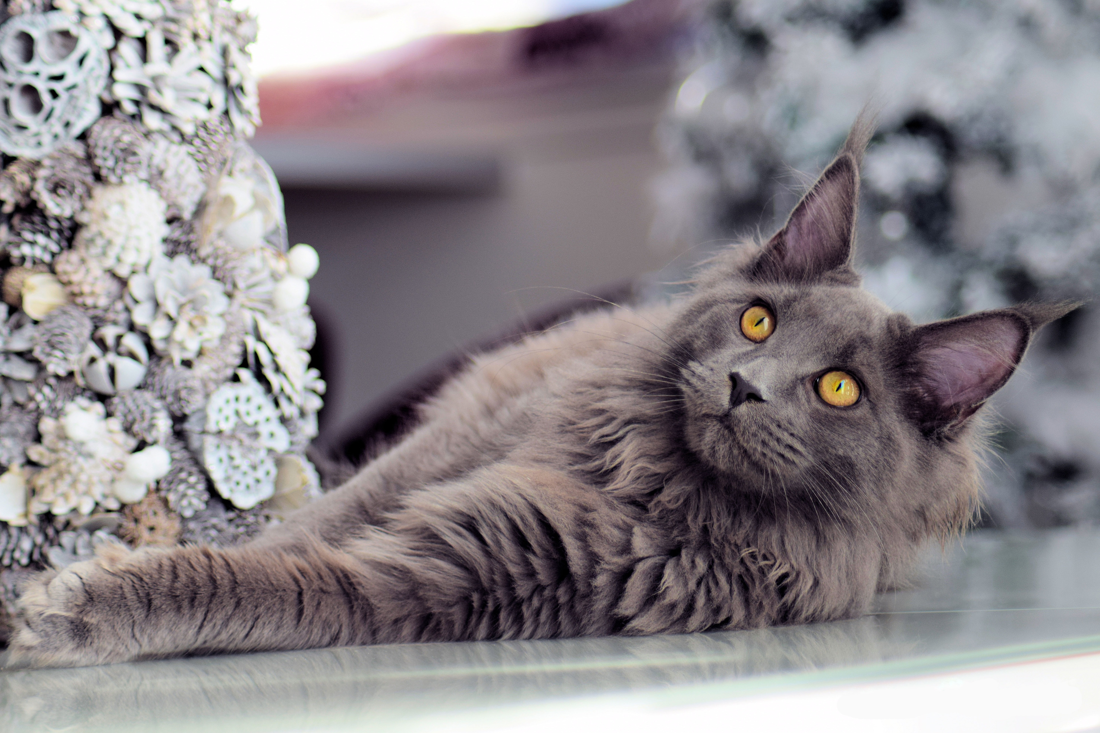 Laden Sie das Tiere, Katzen, Amerikanische Waldkatze-Bild kostenlos auf Ihren PC-Desktop herunter