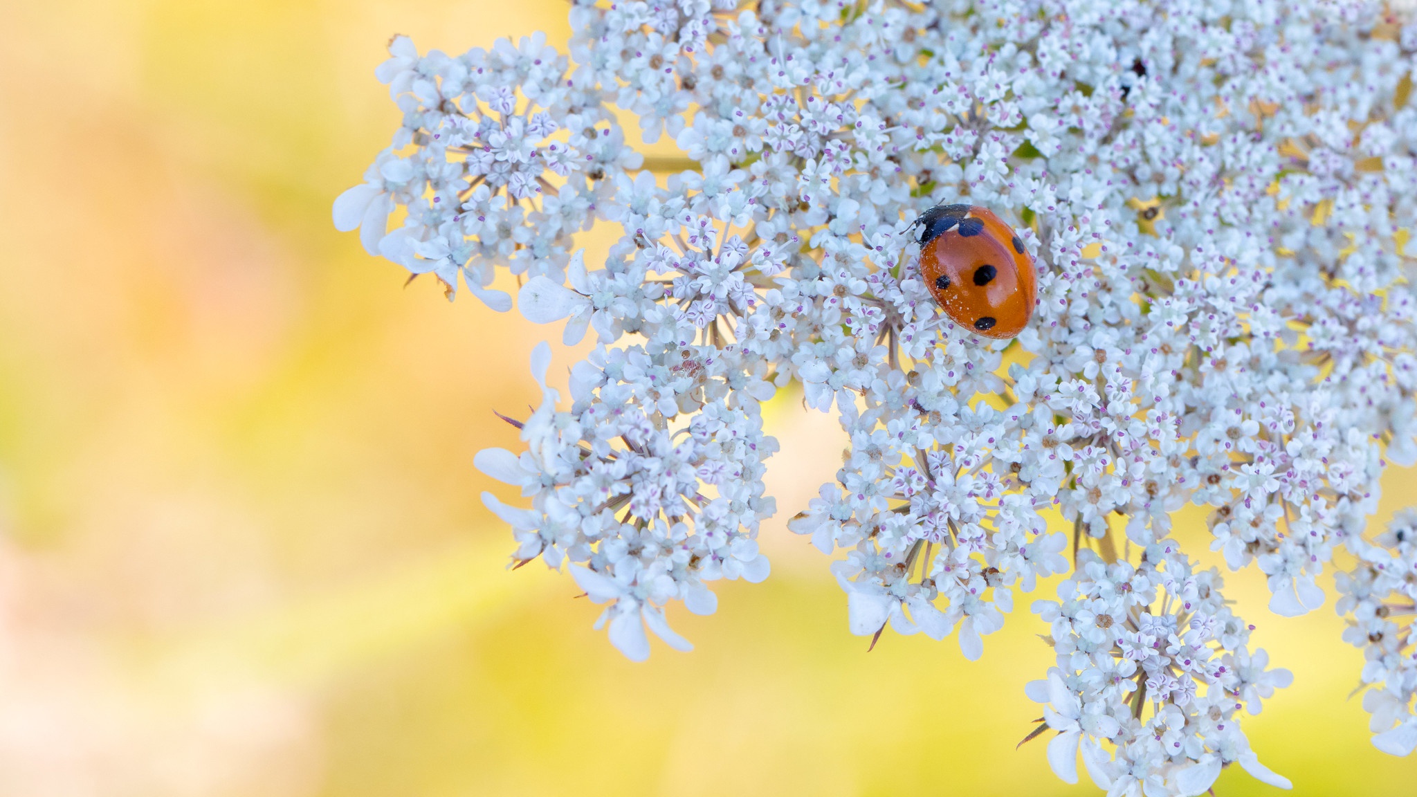 Download mobile wallpaper Flower, Macro, Insect, Animal, Ladybug for free.