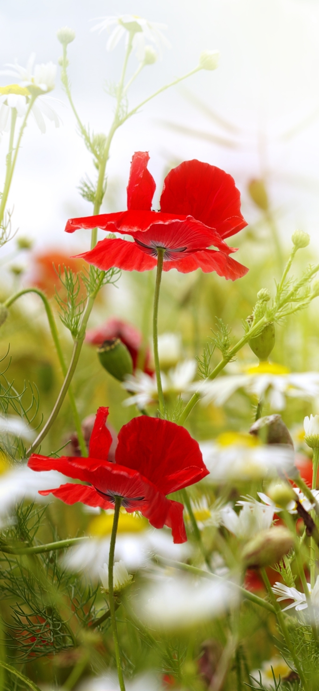 Descarga gratuita de fondo de pantalla para móvil de Flores, Flor, Amapola, Tierra/naturaleza.