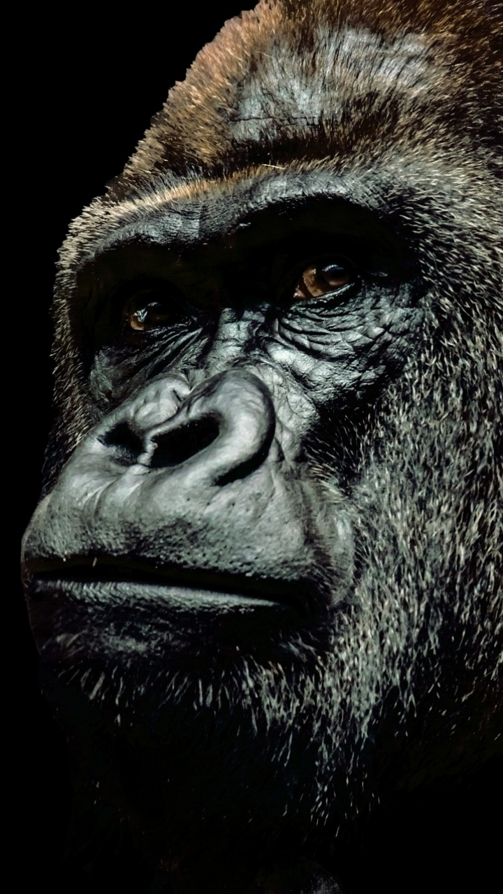 Descarga gratuita de fondo de pantalla para móvil de Animales, Monos, Gorila.