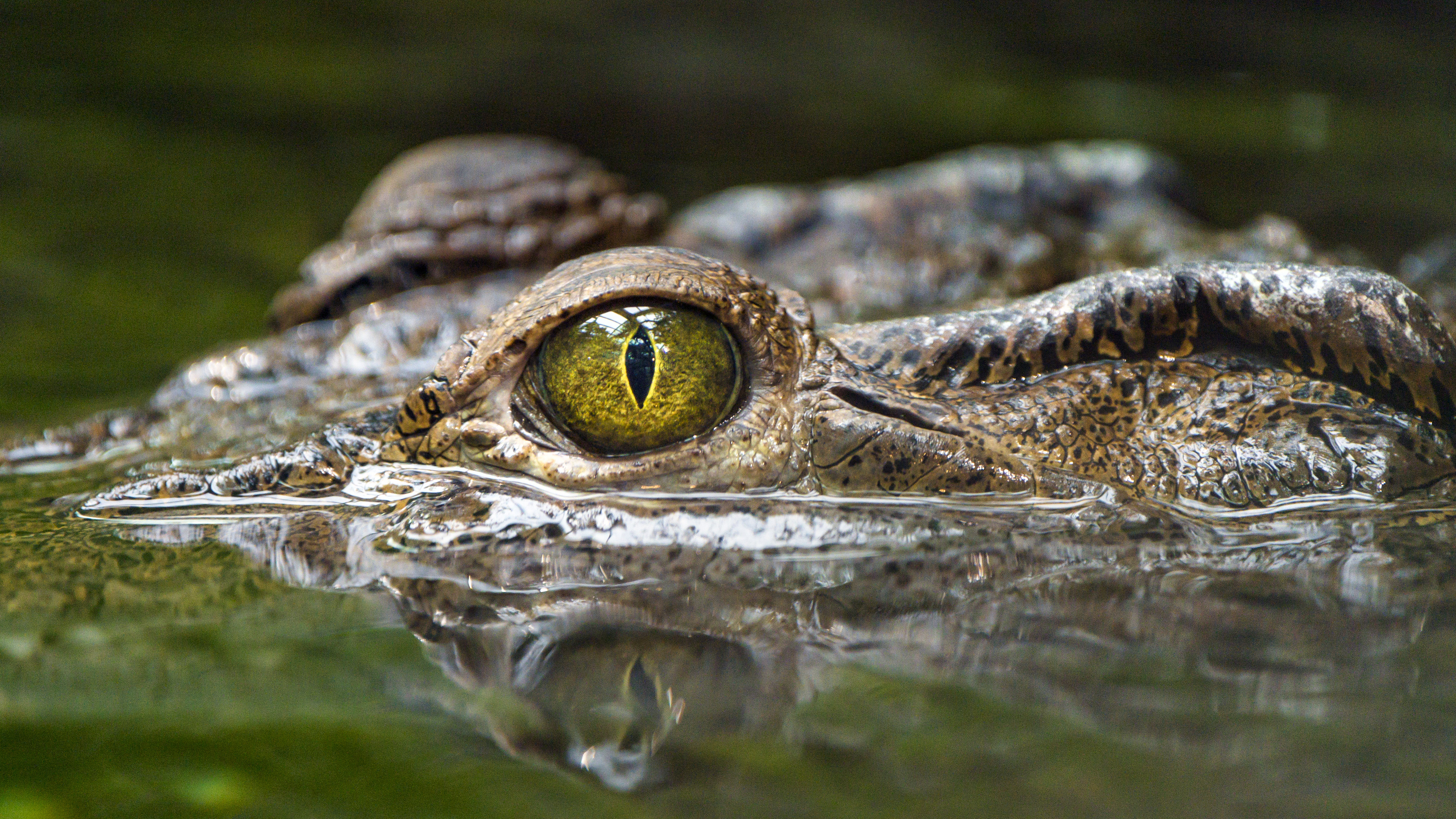 eye, animals, water, predator, reptiles, crocodile