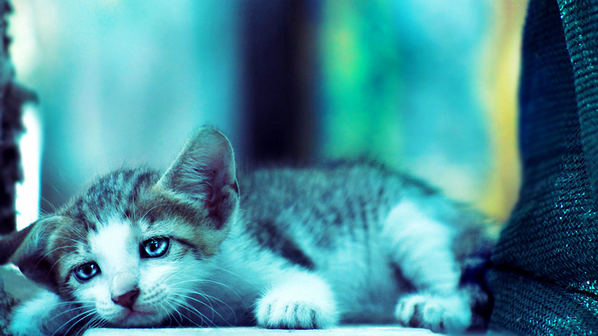 196848 Protetores de tela e papéis de parede Gatos em seu telefone. Baixe  fotos gratuitamente