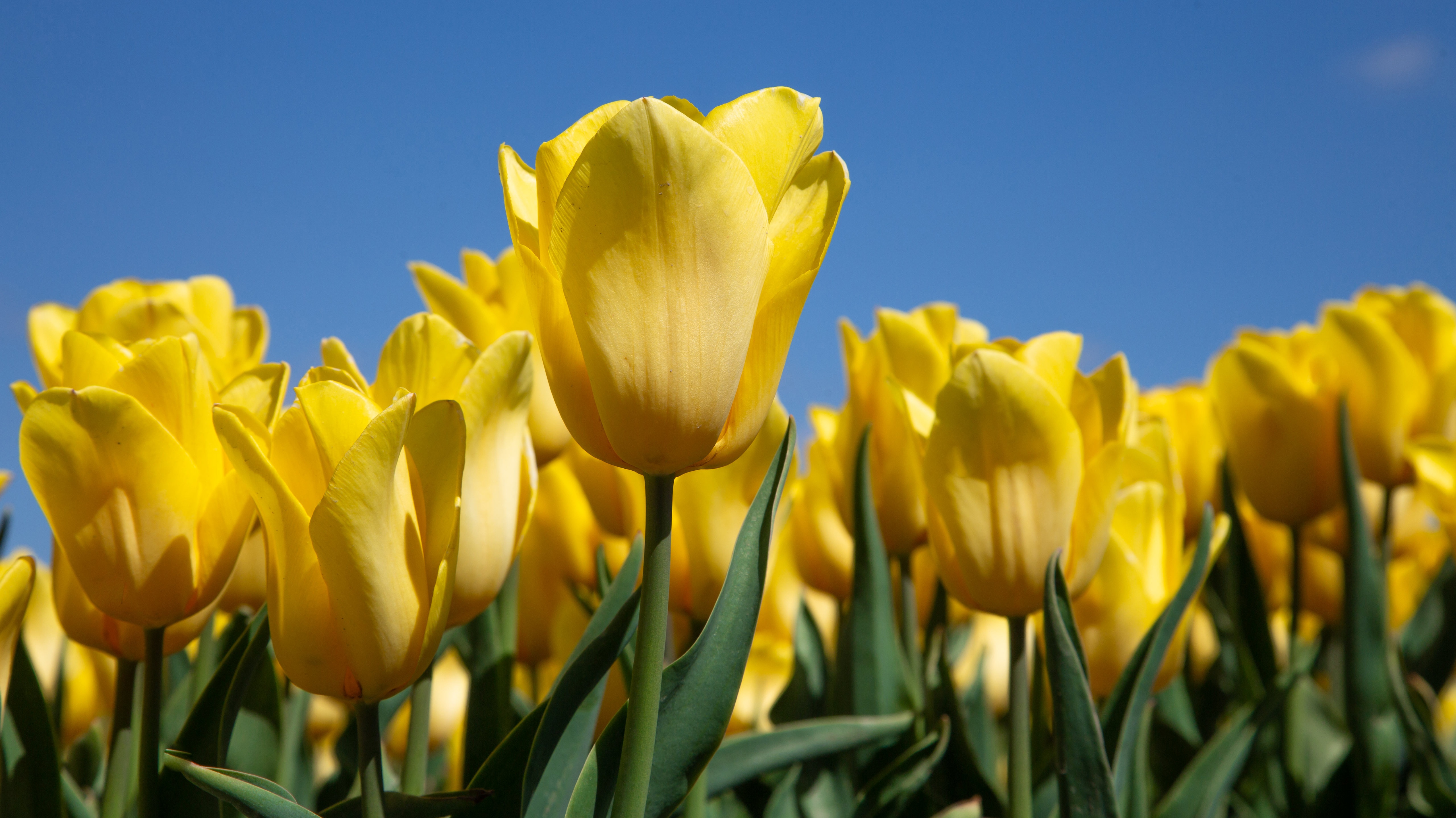 Descarga gratuita de fondo de pantalla para móvil de Flores, Tulipán, Tierra/naturaleza.