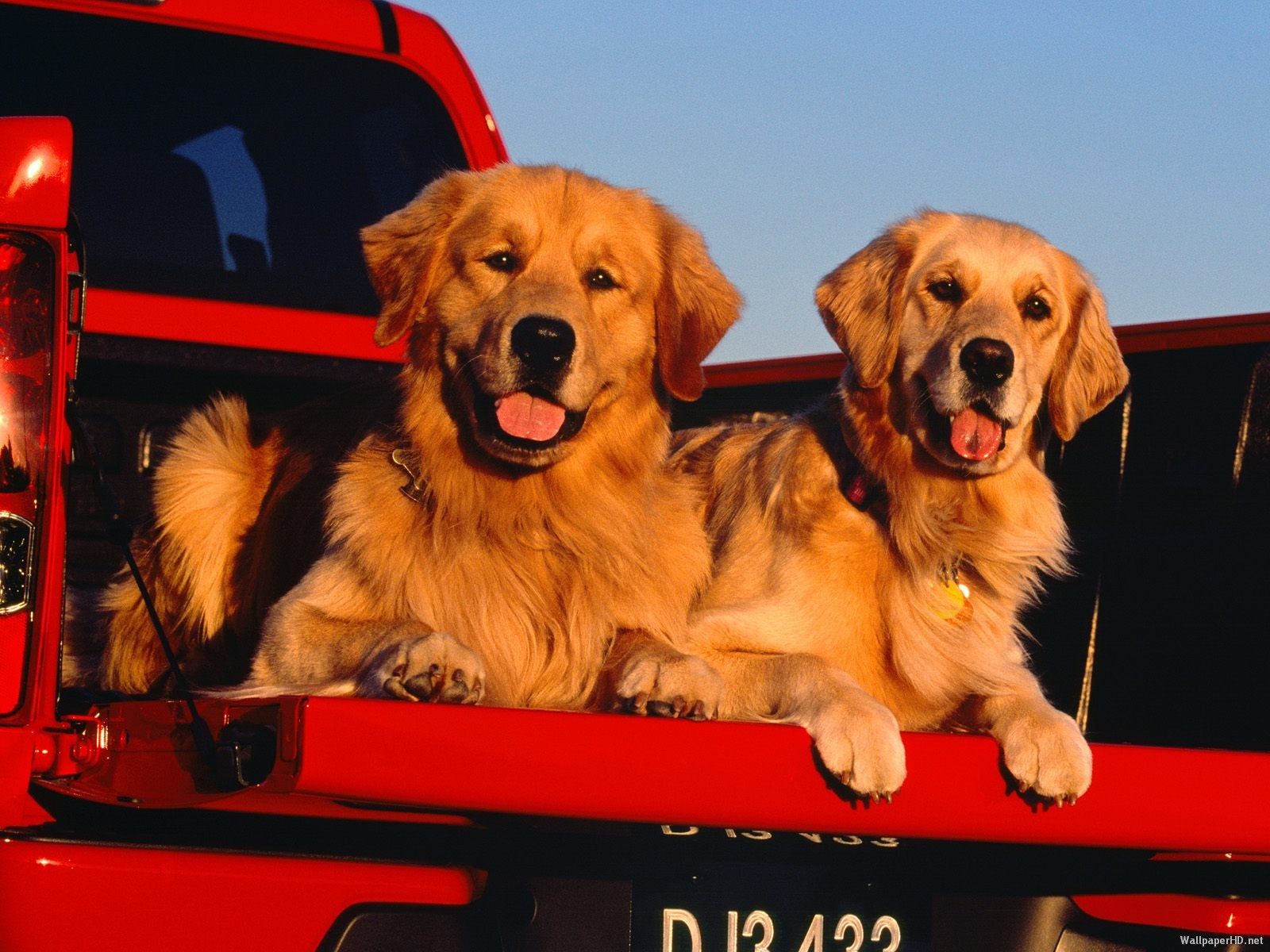 Download mobile wallpaper Golden Retriever, Dogs, Animal for free.