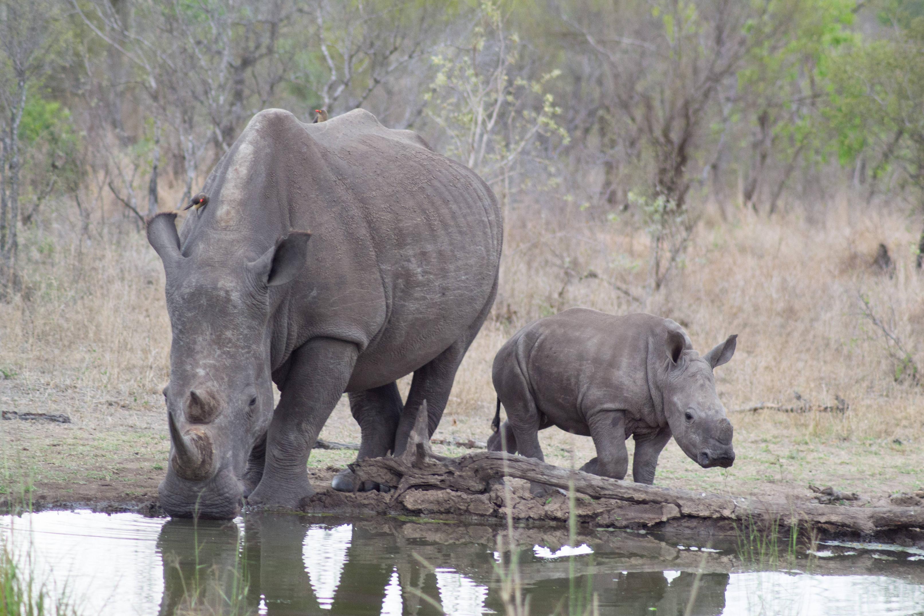 Descarga gratuita de fondo de pantalla para móvil de Rinoceronte, Animales.