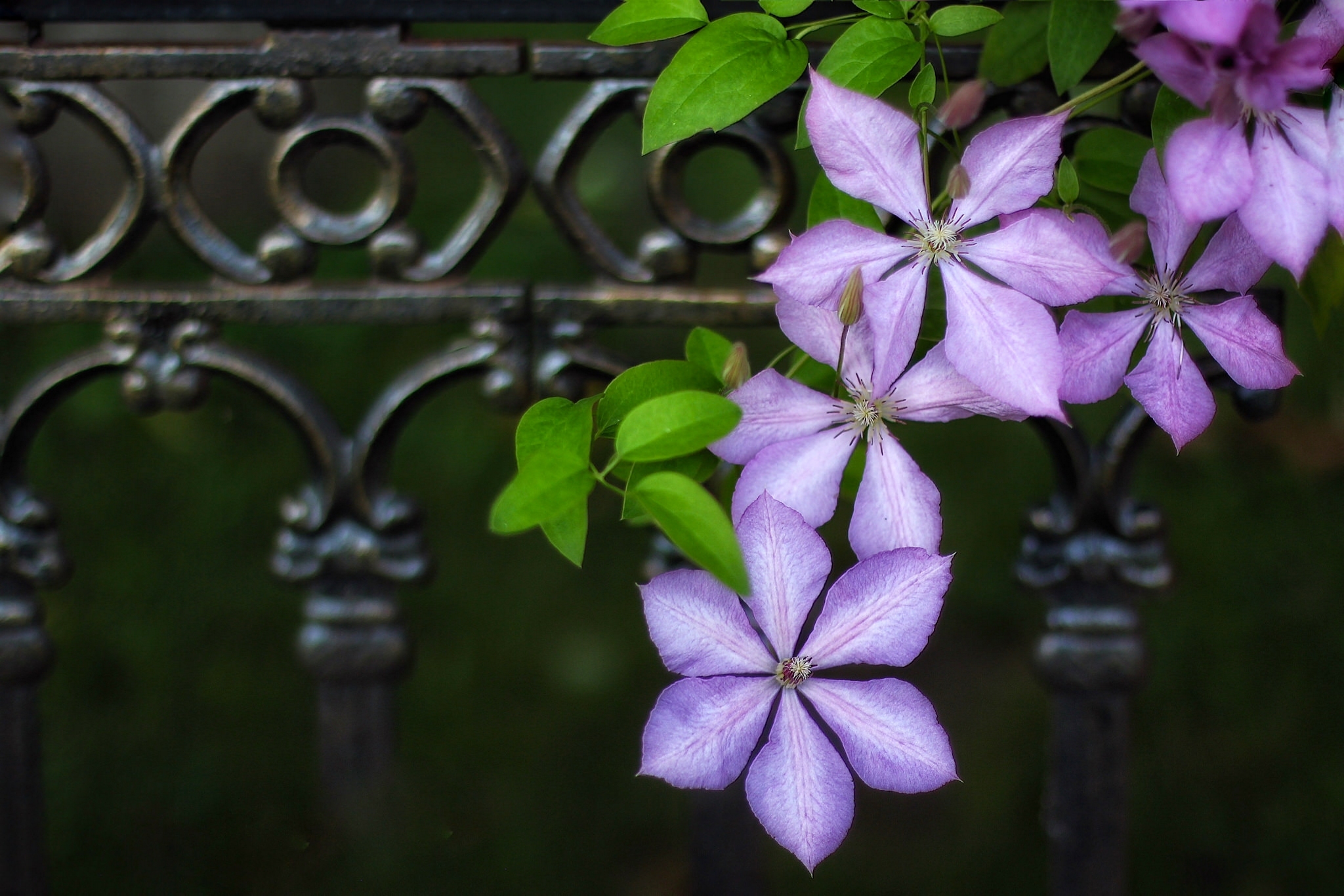 close up, man made, flower, clematis, purple flower, still life