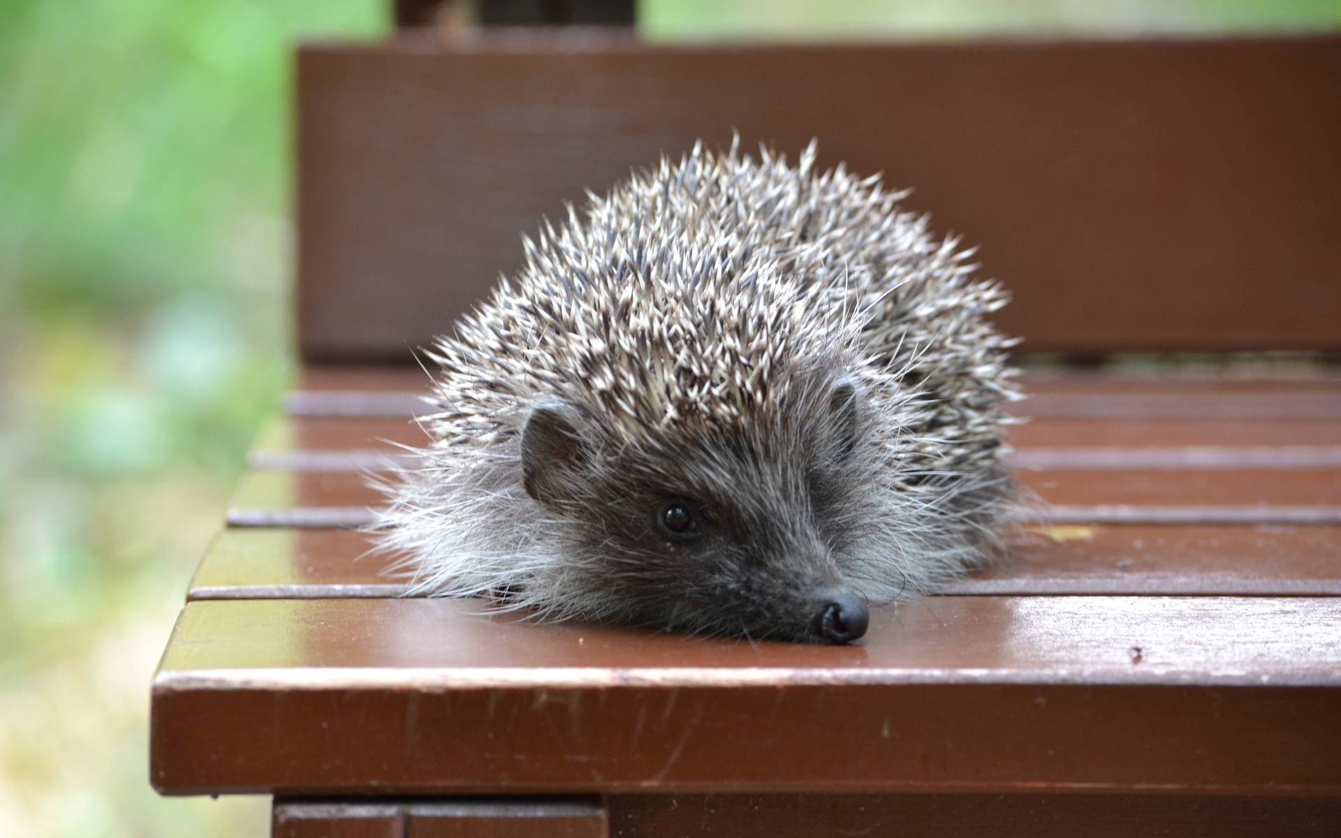 Laden Sie das Tiere, Süß-Bild kostenlos auf Ihren PC-Desktop herunter