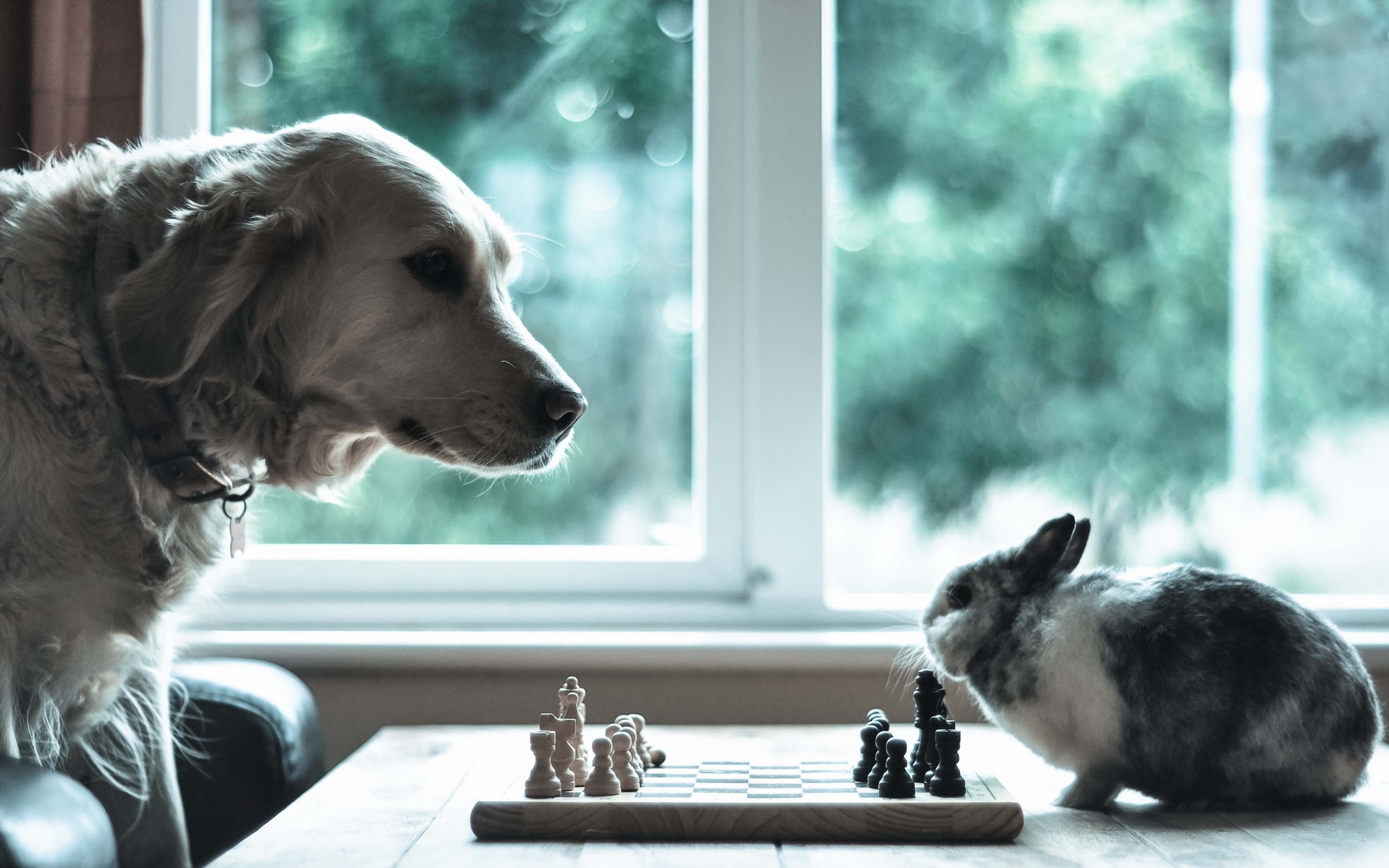 Скачать обои бесплатно Животные, Шахматы, Собака, Милый, Кролик картинка на рабочий стол ПК