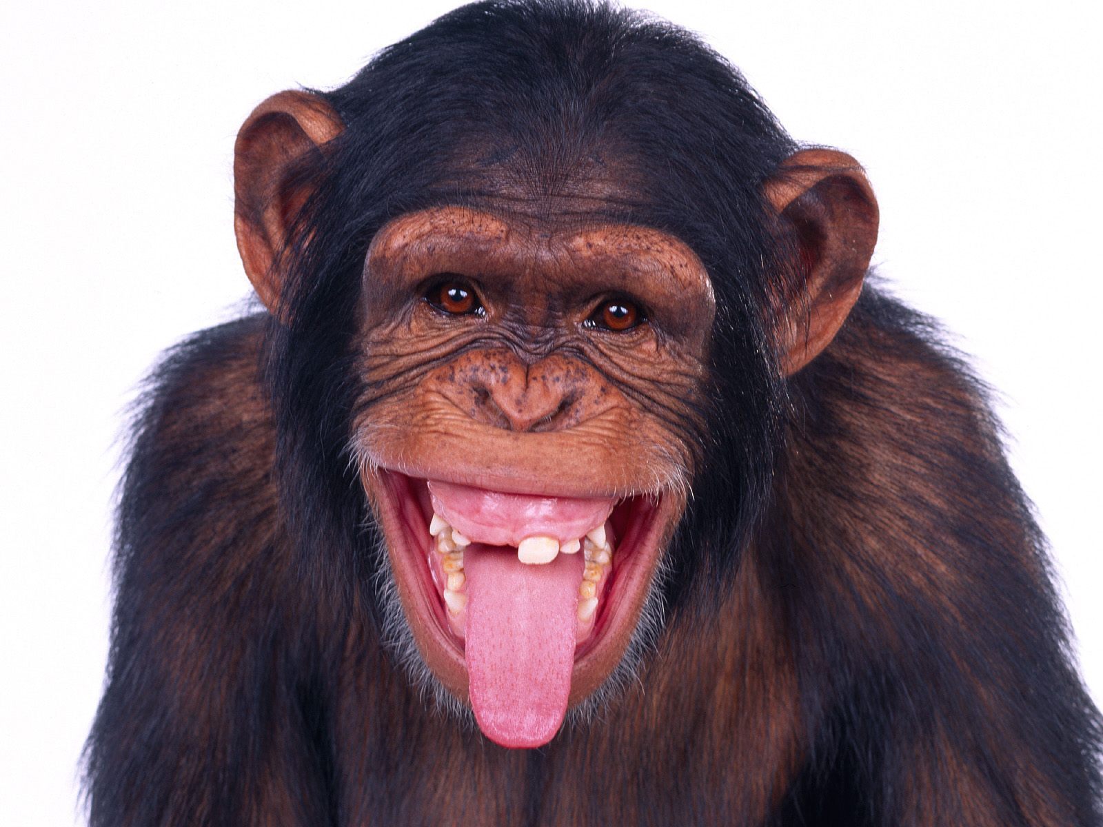 Завантажити шпалери Мавпи на телефон безкоштовно